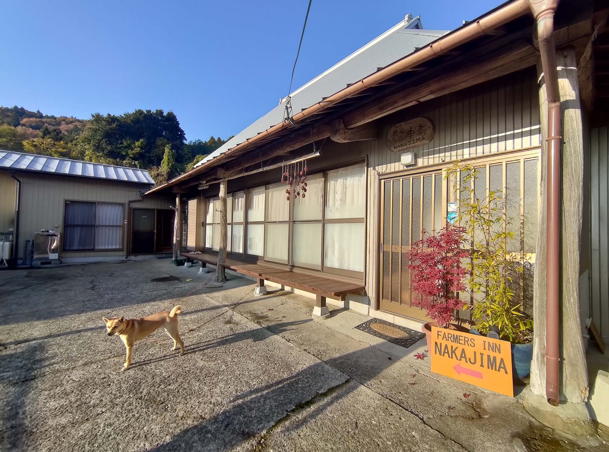 德島美馬農泊｜農家民宿中島 山上秋楓一泊二食 跟著奶奶種花拔菜包水餃 免費接送與預約方法 看板狗狗迎接 四國民宿 德島住宿