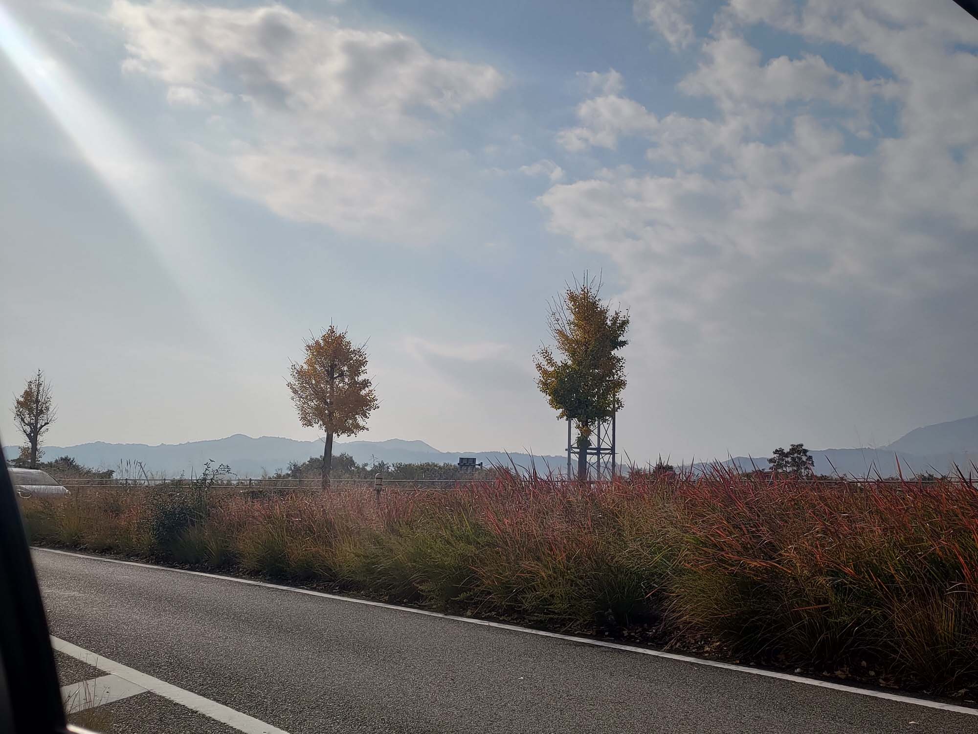 德島美馬農泊｜農家民宿中島 山上秋楓一泊二食 跟著奶奶種花拔菜包水餃 免費接送與預約方法 看板狗狗迎接 四國民宿 德島住宿