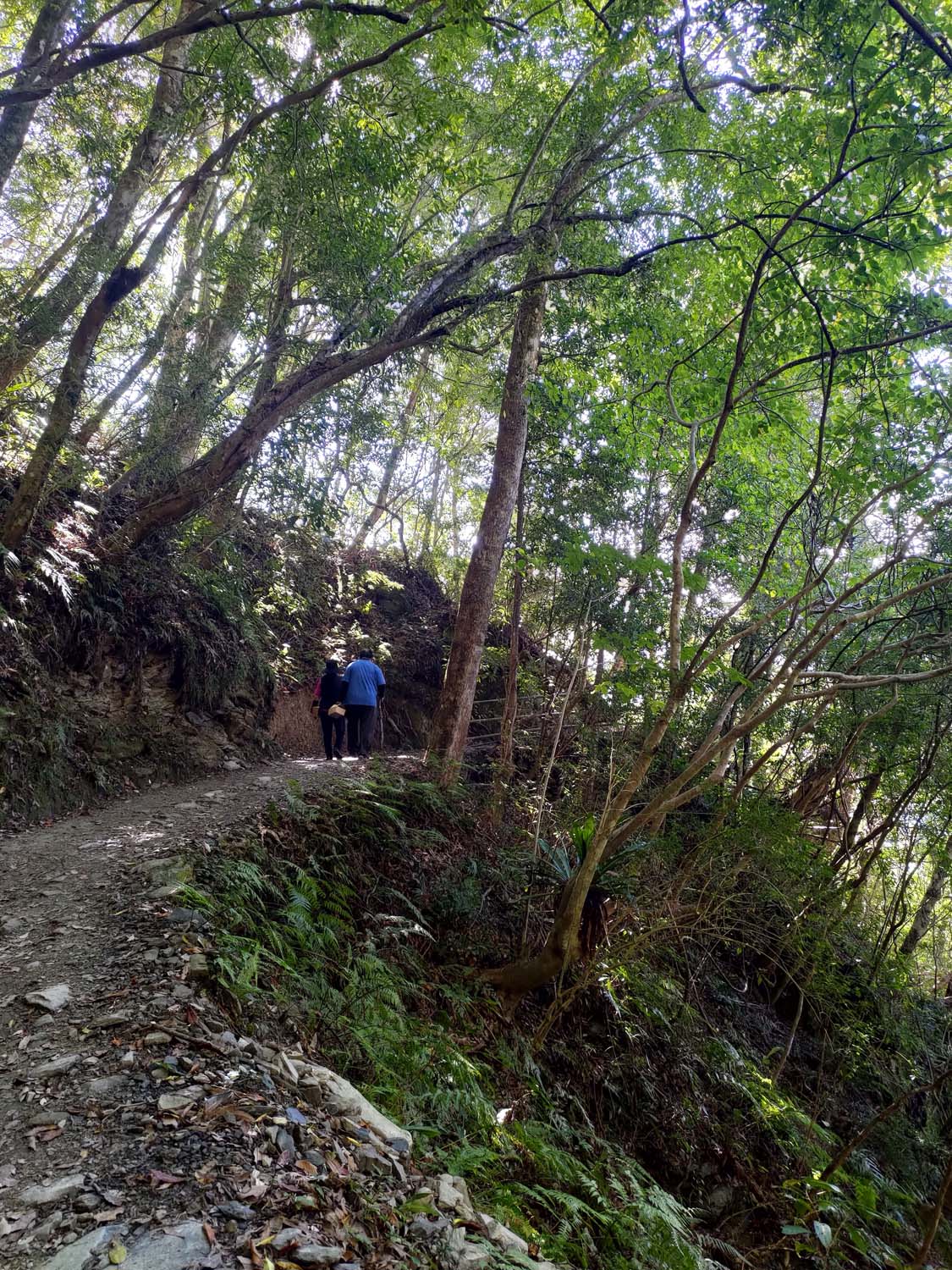台灣新竹尖石爬山┃高海拔上帝的部落-司馬庫斯 秋末初冬巨木群部落標高1500公尺感動旅程 村落の美しさ台湾登山