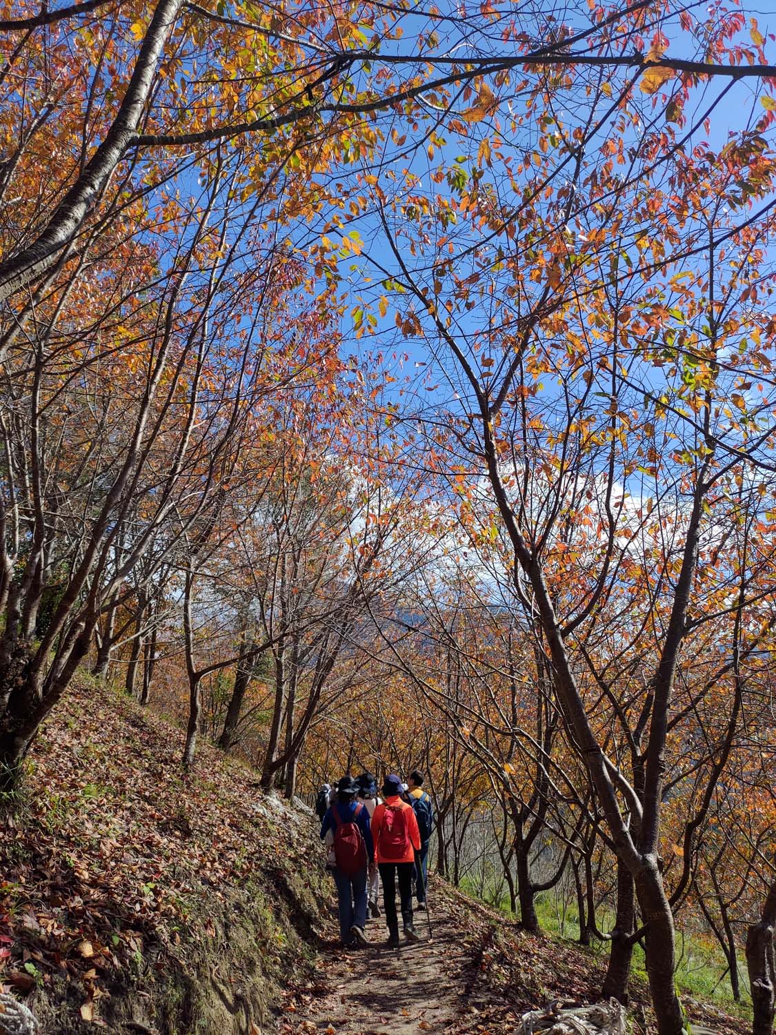台灣新竹尖石爬山┃高海拔上帝的部落-司馬庫斯 秋末初冬巨木群部落標高1500公尺感動旅程 村落の美しさ台湾登山