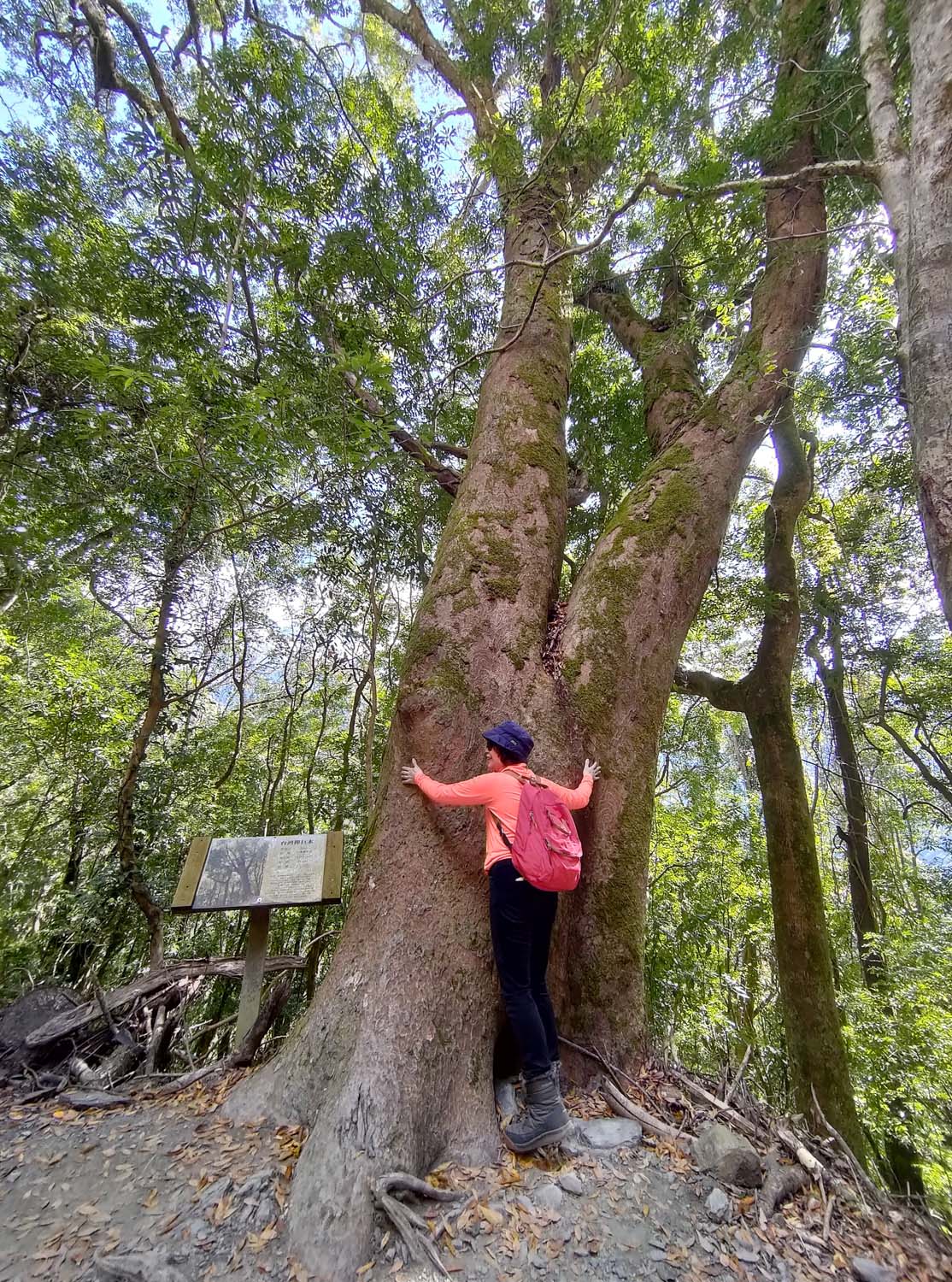 台灣新竹尖石爬山┃高海拔上帝的部落-司馬庫斯 秋末初冬巨木群部落標高1500公尺感動旅程 村落の美しさ台湾登山