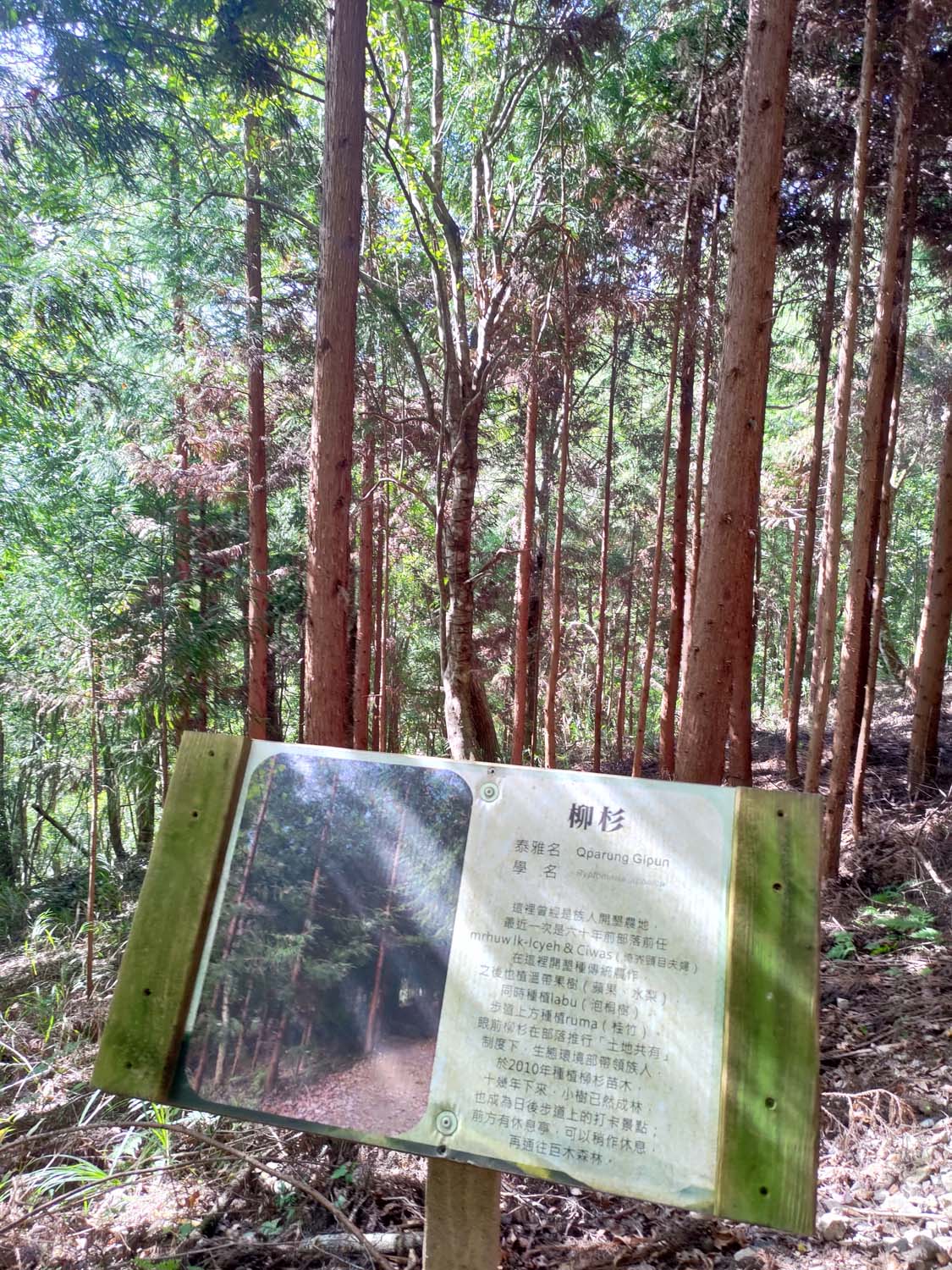 台灣新竹尖石爬山┃高海拔上帝的部落-司馬庫斯 秋末初冬巨木群部落標高1500公尺感動旅程 村落の美しさ台湾登山