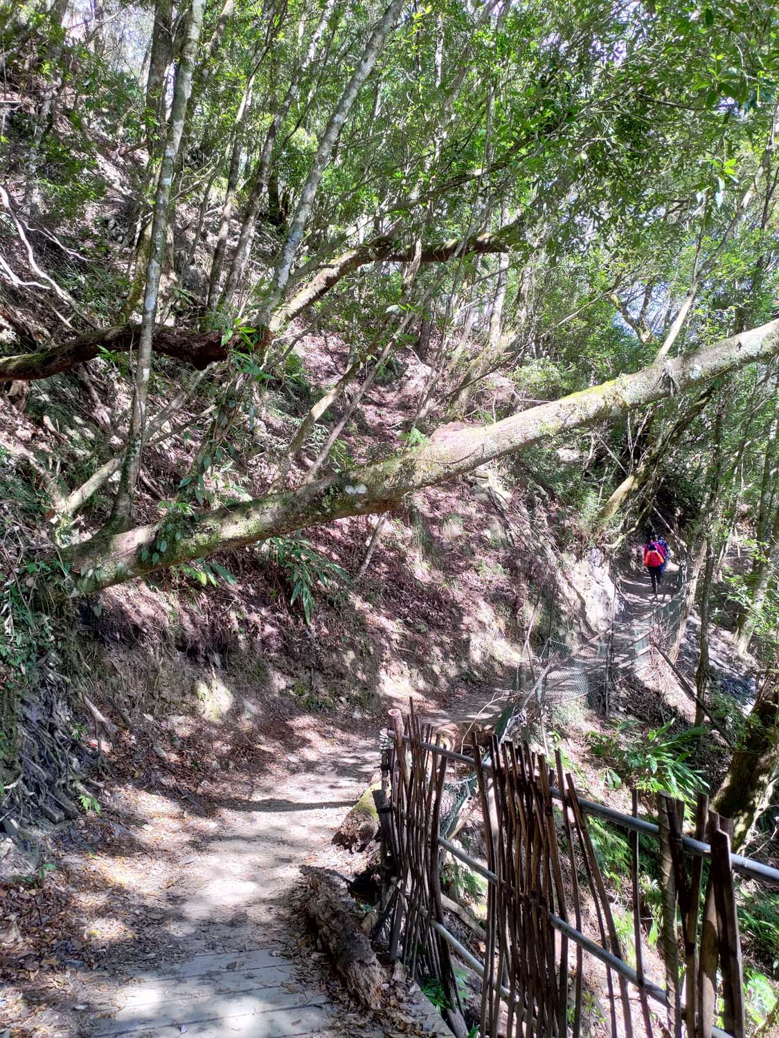 台灣新竹尖石爬山┃高海拔上帝的部落-司馬庫斯 秋末初冬巨木群部落標高1500公尺感動旅程 村落の美しさ台湾登山