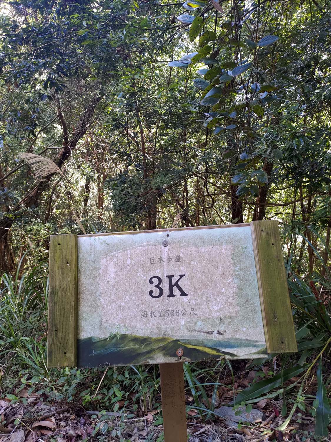 台灣新竹尖石爬山┃高海拔上帝的部落-司馬庫斯 秋末初冬巨木群部落標高1500公尺感動旅程 村落の美しさ台湾登山