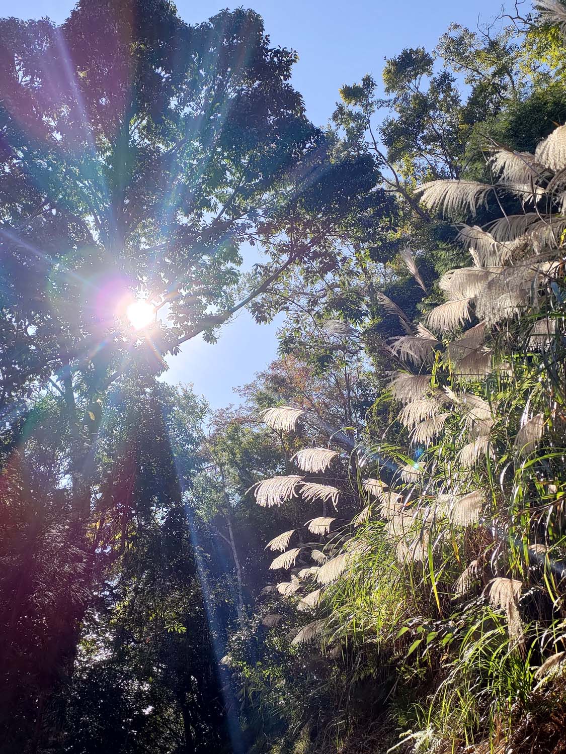 台灣新竹尖石爬山┃高海拔上帝的部落-司馬庫斯 秋末初冬巨木群部落標高1500公尺感動旅程 村落の美しさ台湾登山