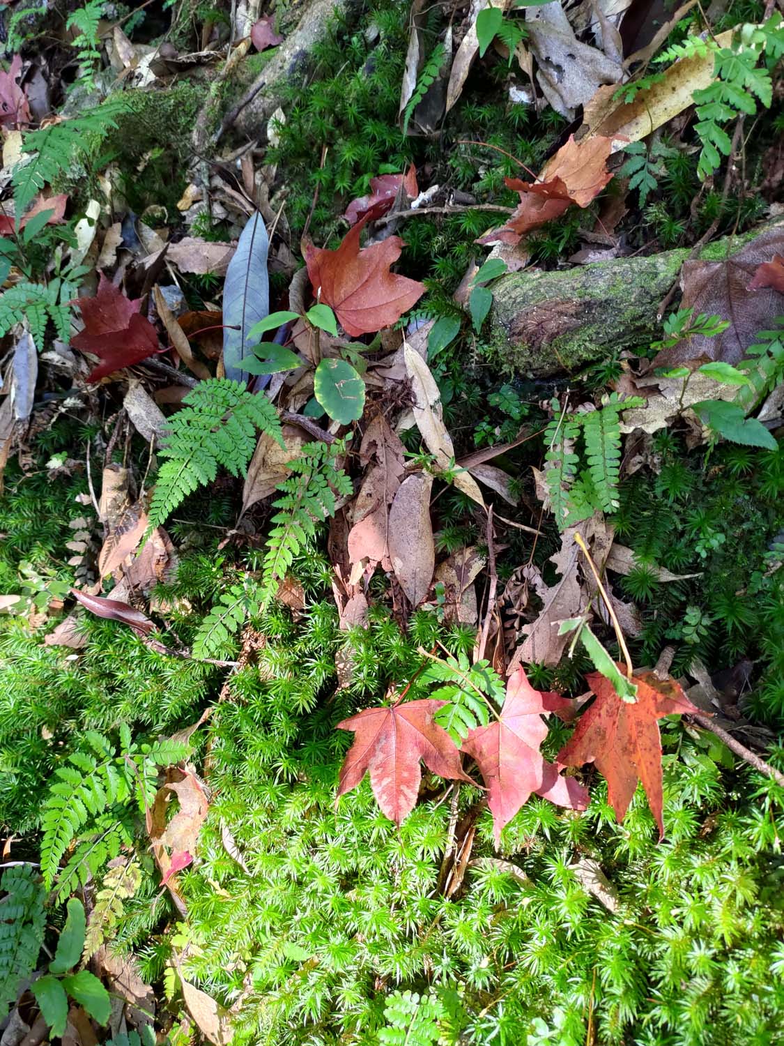 台灣新竹尖石爬山┃高海拔上帝的部落-司馬庫斯 秋末初冬巨木群部落標高1500公尺感動旅程 村落の美しさ台湾登山