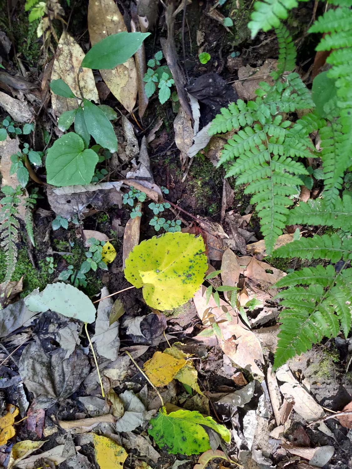 台灣新竹尖石爬山┃高海拔上帝的部落-司馬庫斯 秋末初冬巨木群部落標高1500公尺感動旅程 村落の美しさ台湾登山