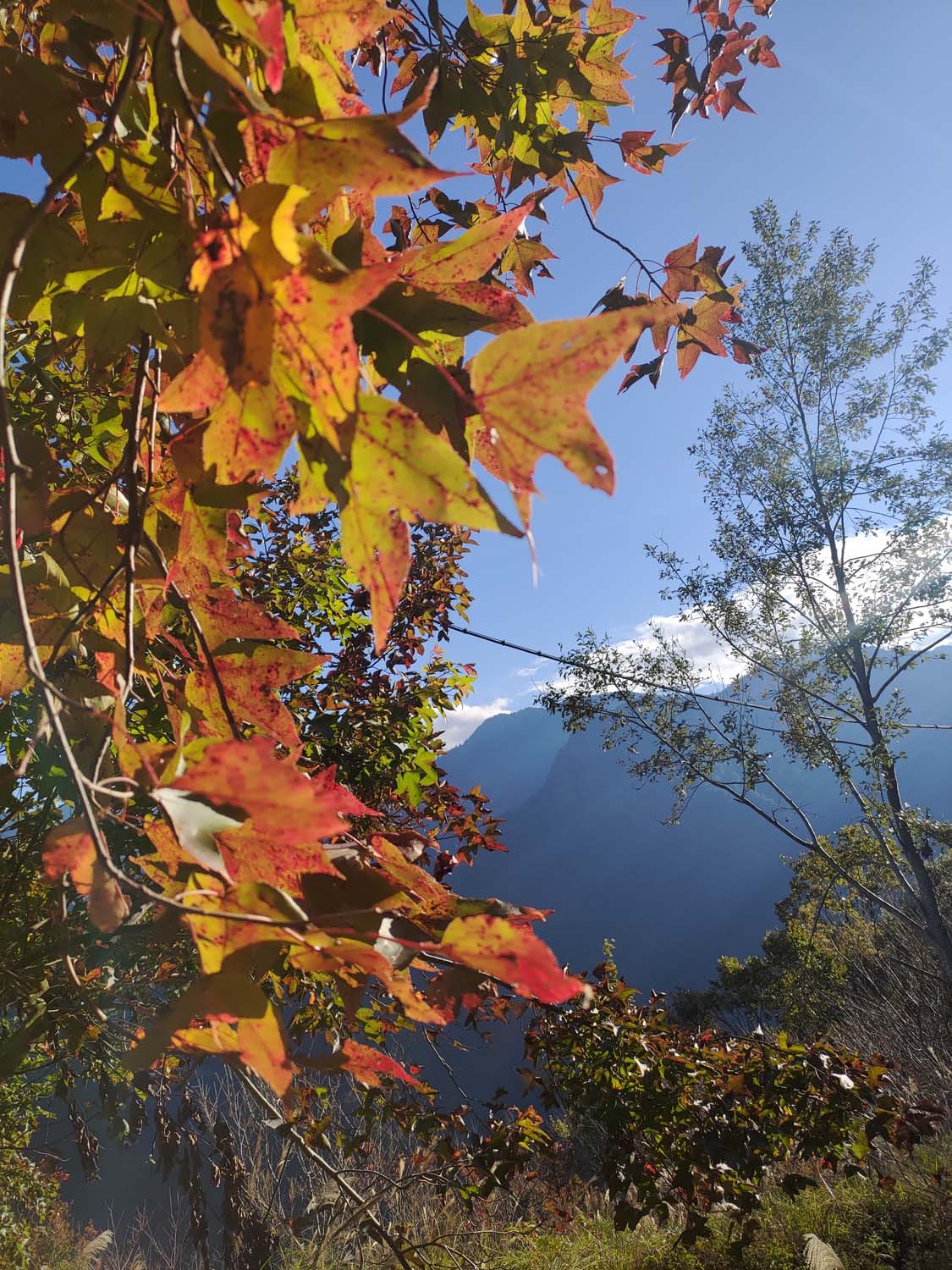 台灣新竹尖石爬山┃高海拔上帝的部落-司馬庫斯 秋末初冬巨木群部落標高1500公尺感動旅程 村落の美しさ台湾登山
