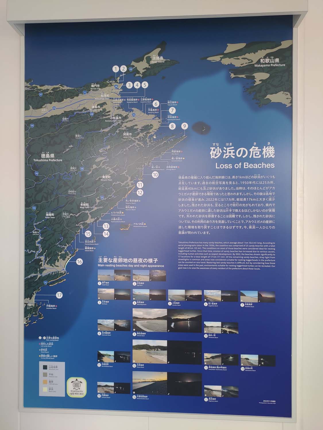 德島景點┃2025全新改裝!日本唯一「日和佐海龜博物館」座落百選大浜海岸 海龜產卵地 補捉百歲長輩海龜 德島親子自由行 德島景點 - 第8張圖 德島景點┃2025全新改裝!日本唯一「日和佐海龜博物館」座落百選大浜海岸 海龜產卵地 補捉百歲長輩海龜 德島親子自由行 德島景點