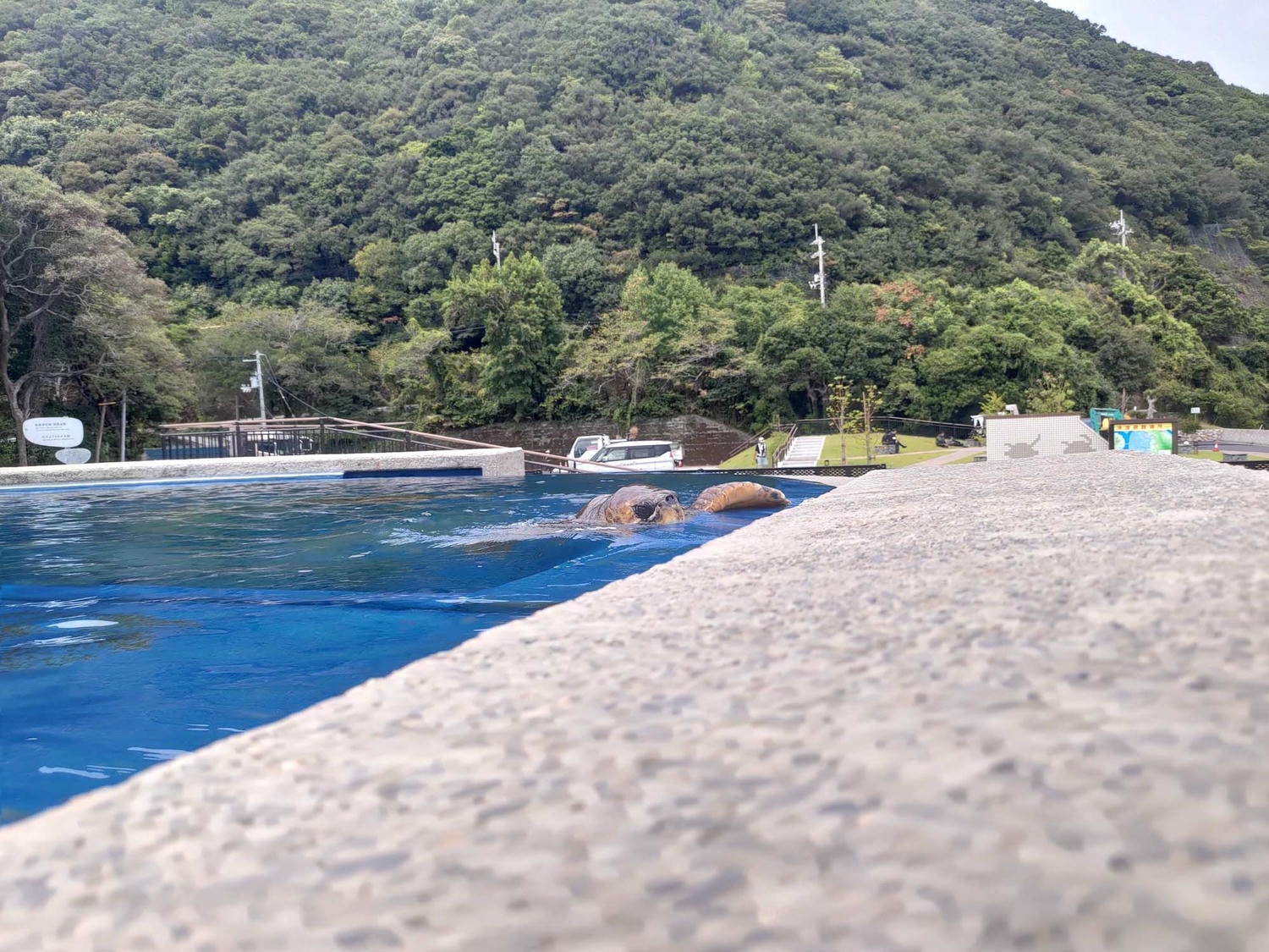 德島景點┃2025全新改裝!日本唯一「日和佐海龜博物館」座落百選大浜海岸 海龜產卵地 補捉百歲長輩海龜 德島親子自由行 德島景點 - 第32張圖 德島景點┃2025全新改裝!日本唯一「日和佐海龜博物館」座落百選大浜海岸 海龜產卵地 補捉百歲長輩海龜 德島親子自由行 德島景點