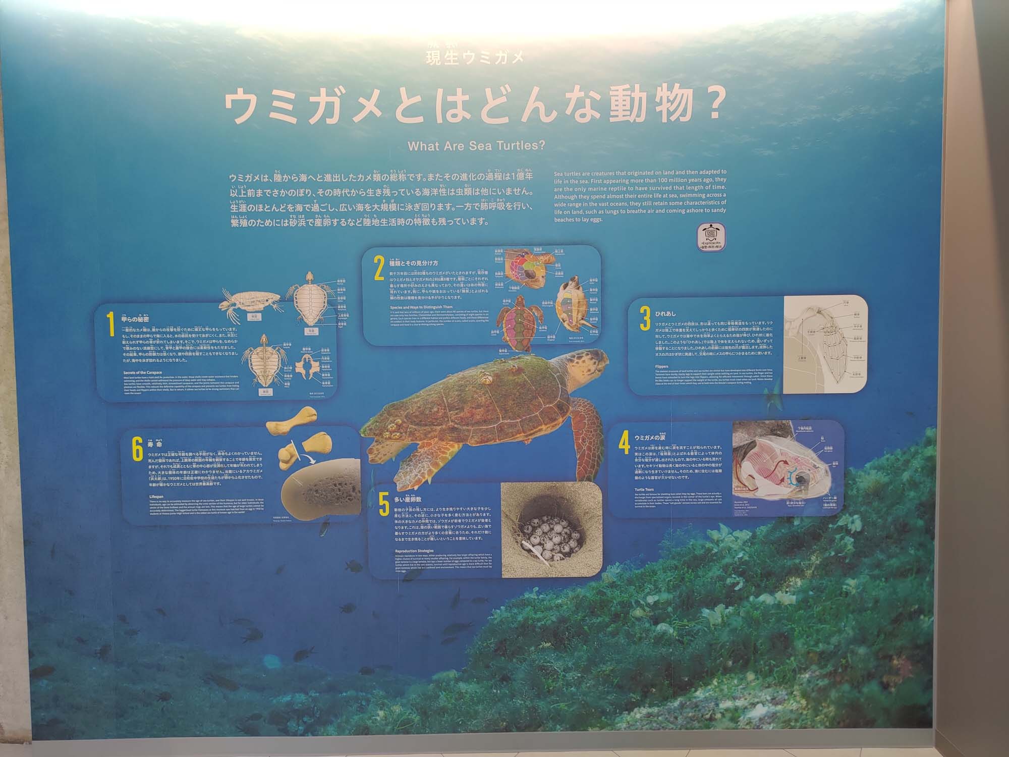 德島景點┃2025全新改裝!日本唯一「日和佐海龜博物館」座落百選大浜海岸 海龜產卵地 補捉百歲長輩海龜 德島親子自由行 德島景點 - 第9張圖 德島景點┃2025全新改裝!日本唯一「日和佐海龜博物館」座落百選大浜海岸 海龜產卵地 補捉百歲長輩海龜 德島親子自由行 德島景點