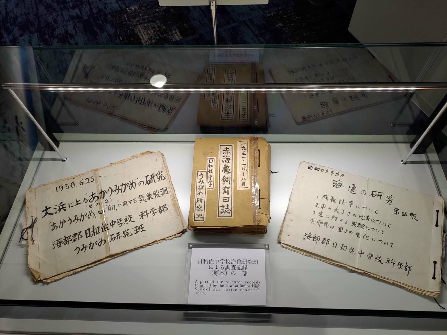 德島景點┃2025全新改裝!日本唯一「日和佐海龜博物館」座落百選大浜海岸 海龜產卵地 補捉百歲長輩海龜 德島親子自由行 德島景點 - 第47張圖 德島景點┃2025全新改裝!日本唯一「日和佐海龜博物館」座落百選大浜海岸 海龜產卵地 補捉百歲長輩海龜 德島親子自由行 德島景點