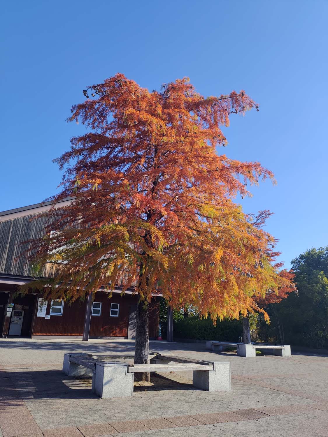 德島景點┃德島動物園 百隻水豚親子天堂 北極熊玩玩具 四國黑熊 狐獴古錐 秋楓銀杏超美 德島站車程20分 德島市自由行