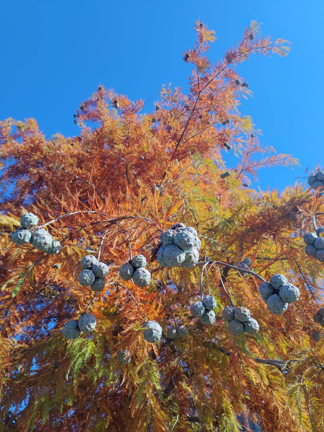 德島景點┃德島動物園 百隻水豚親子天堂 北極熊玩玩具 四國黑熊 狐獴古錐 秋楓銀杏超美 德島站車程20分 德島市自由行
