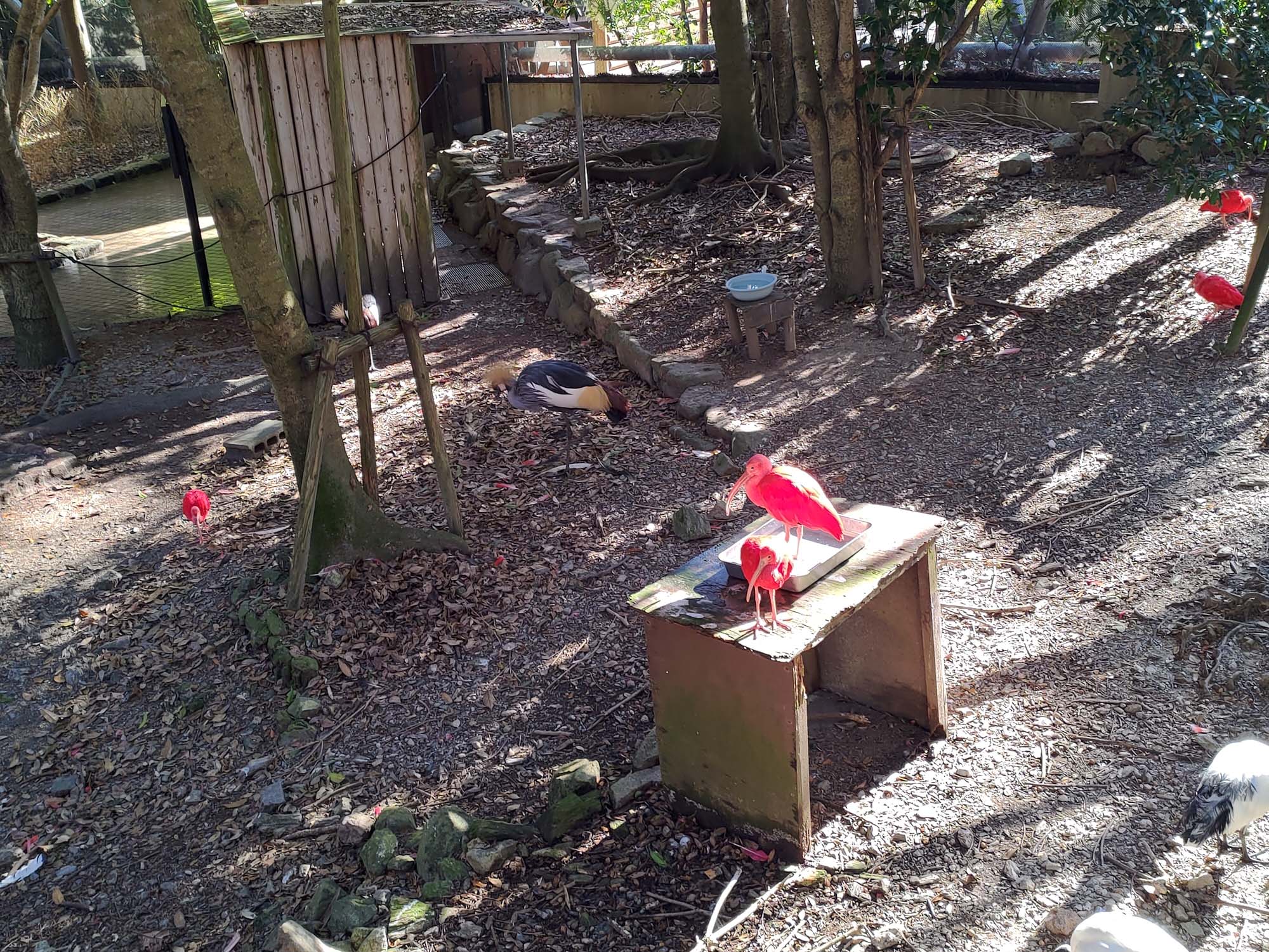 德島景點┃德島動物園 百隻水豚親子天堂 北極熊玩玩具 四國黑熊 狐獴古錐 秋楓銀杏超美 德島站車程20分 德島市自由行