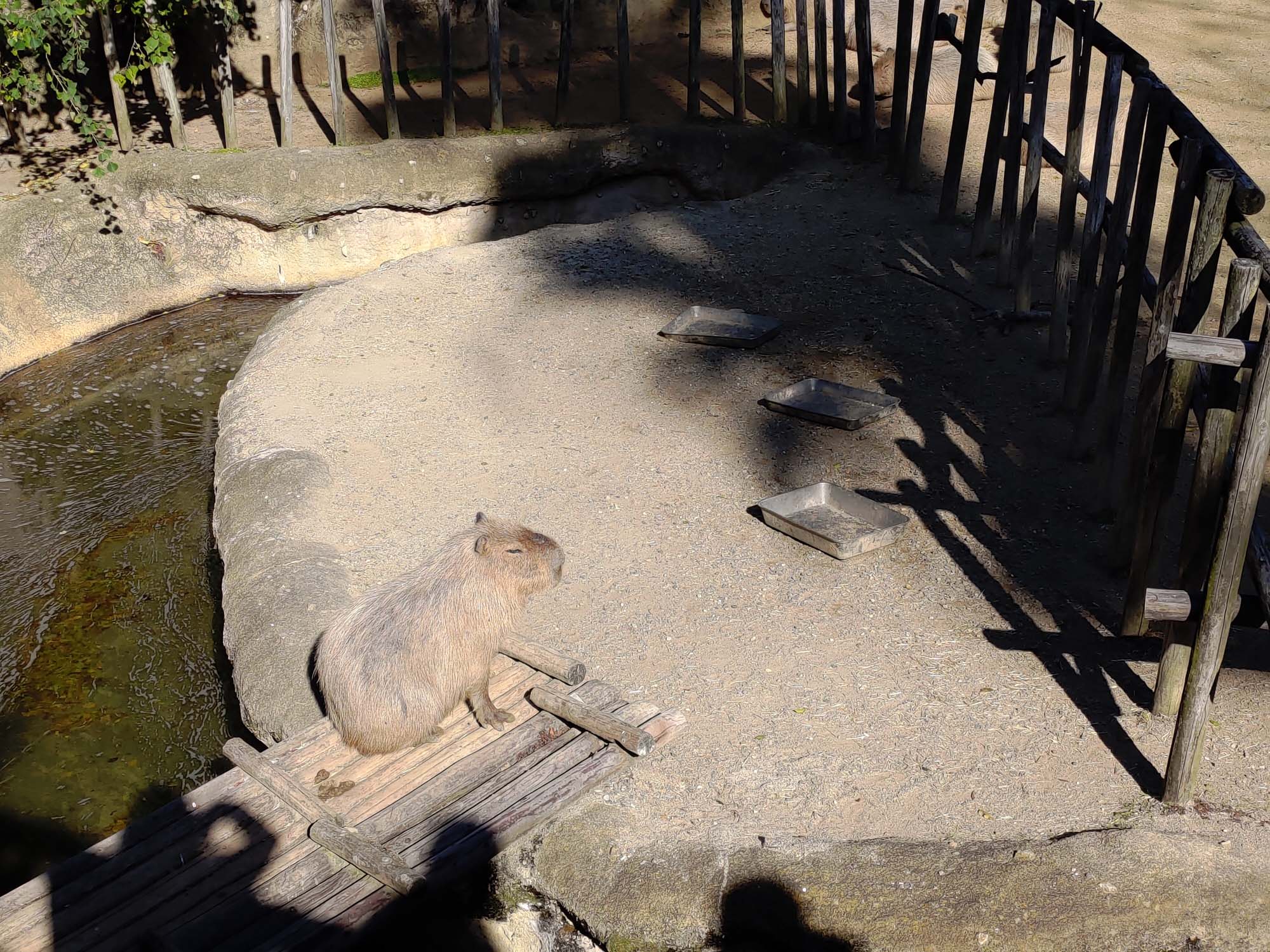 德島景點┃德島動物園 百隻水豚親子天堂 北極熊玩玩具 四國黑熊 狐獴古錐 秋楓銀杏超美 德島站車程20分 德島市自由行