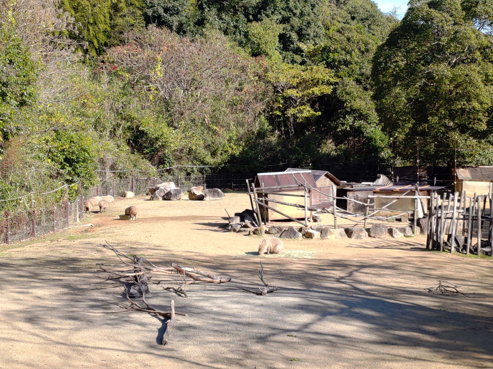 德島景點┃德島動物園 百隻水豚親子天堂 北極熊玩玩具 四國黑熊 狐獴古錐 秋楓銀杏超美 德島站車程20分 德島市自由行