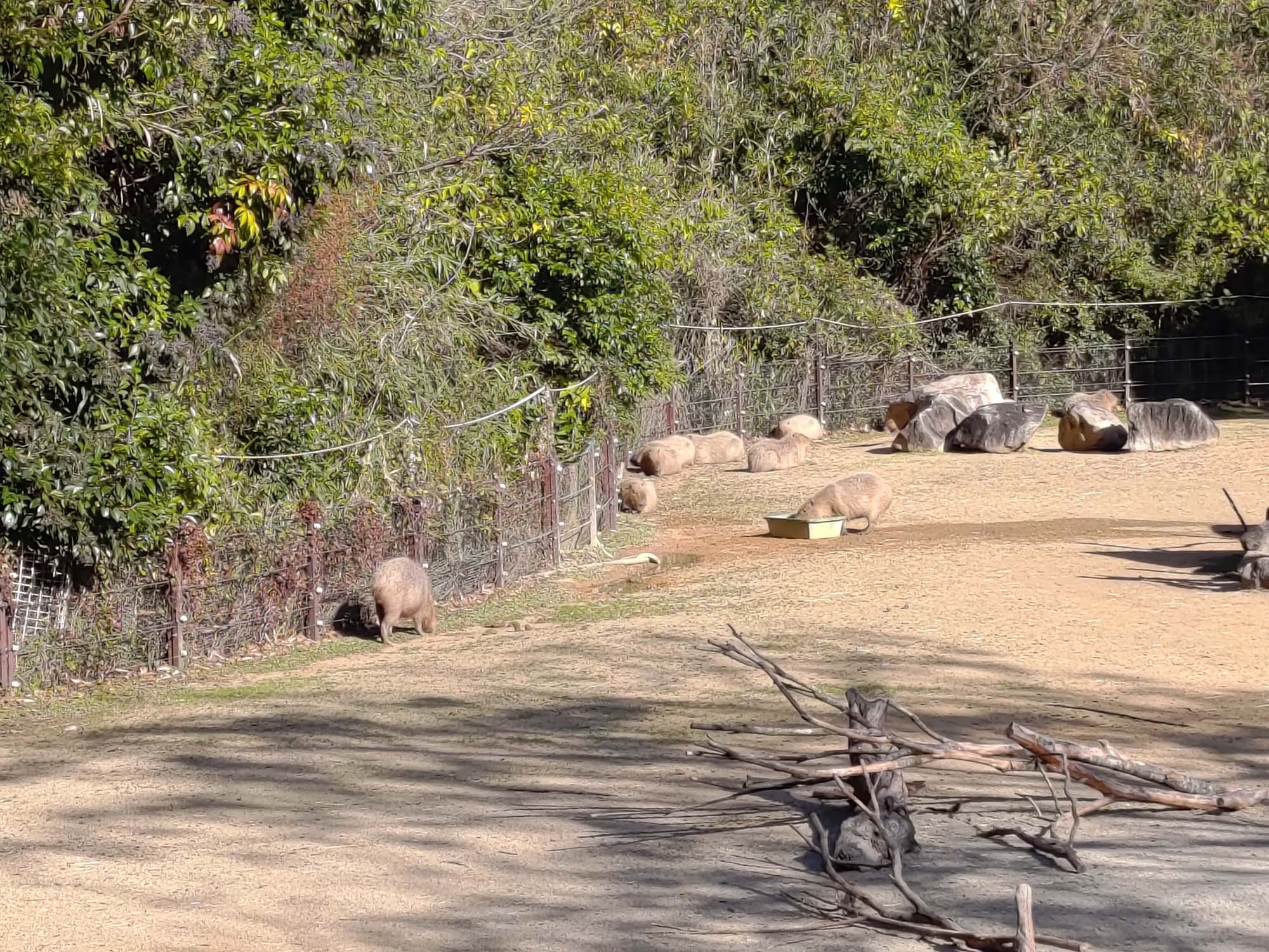 德島景點┃德島動物園 百隻水豚親子天堂 北極熊玩玩具 四國黑熊 狐獴古錐 秋楓銀杏超美 德島站車程20分 德島市自由行