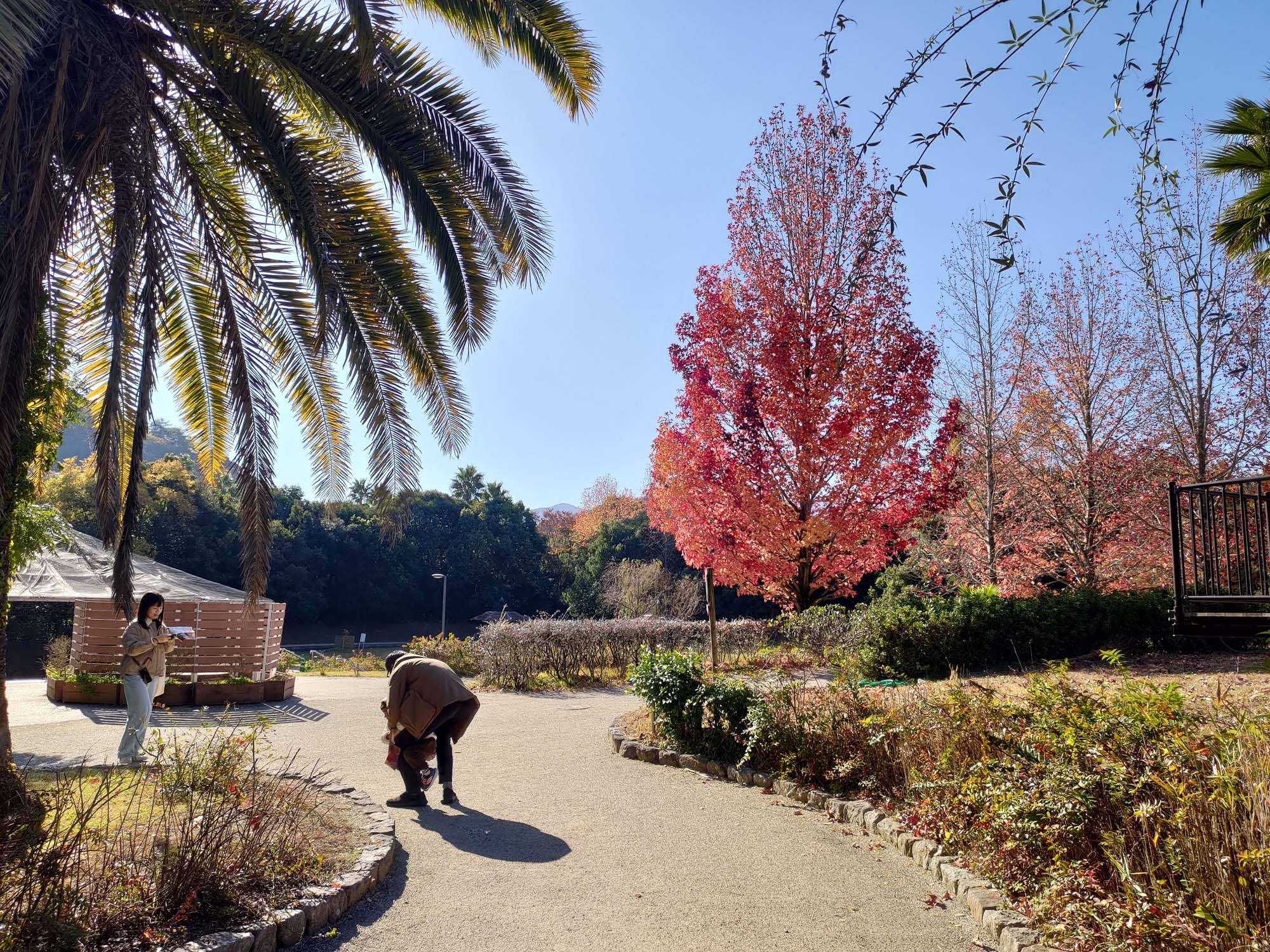 德島景點┃德島動物園 百隻水豚親子天堂 北極熊玩玩具 四國黑熊 狐獴古錐 秋楓銀杏超美 德島站車程20分 德島市自由行
