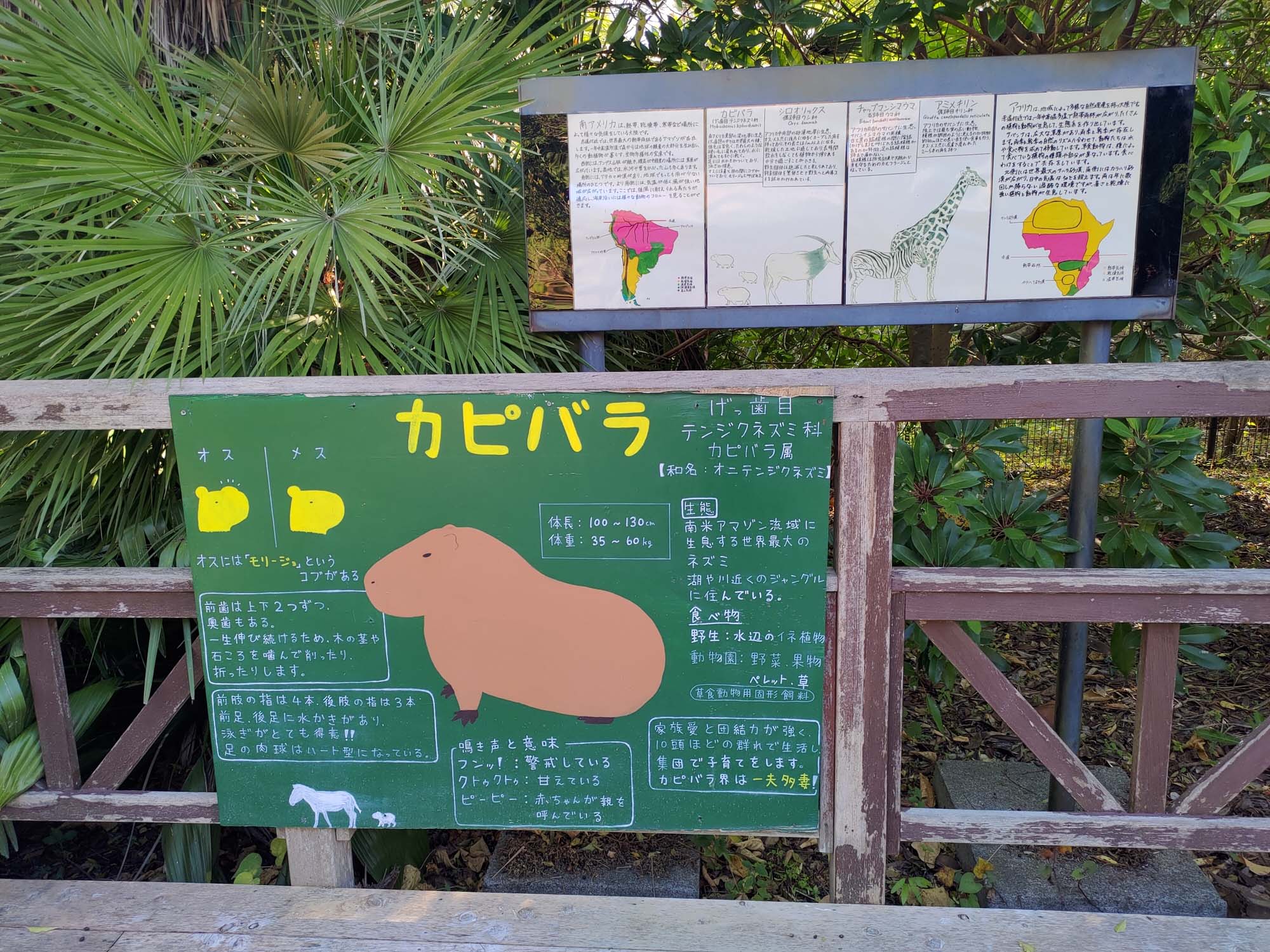 德島景點┃德島動物園 百隻水豚親子天堂 北極熊玩玩具 四國黑熊 狐獴古錐 秋楓銀杏超美 德島站車程20分 德島市自由行