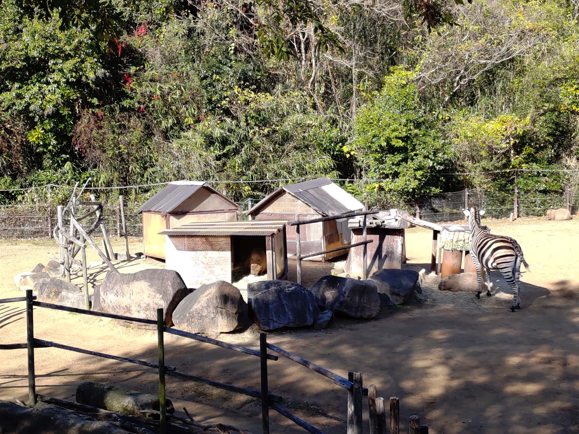 德島景點┃德島動物園 百隻水豚親子天堂 北極熊玩玩具 四國黑熊 狐獴古錐 秋楓銀杏超美 德島站車程20分 德島市自由行