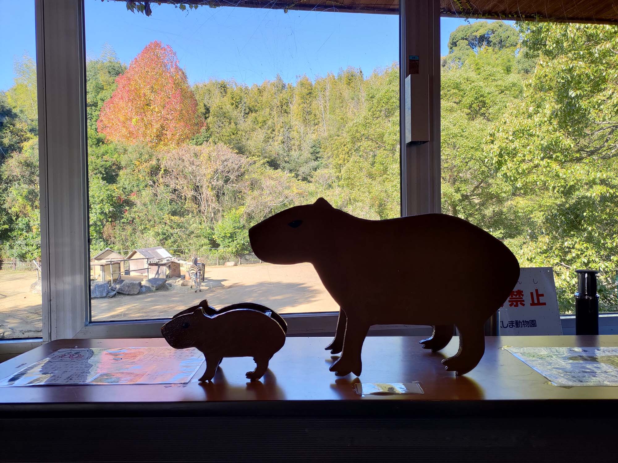 德島景點┃德島動物園 百隻水豚親子天堂 北極熊玩玩具 四國黑熊 狐獴古錐 秋楓銀杏超美 德島站車程20分 德島市自由行