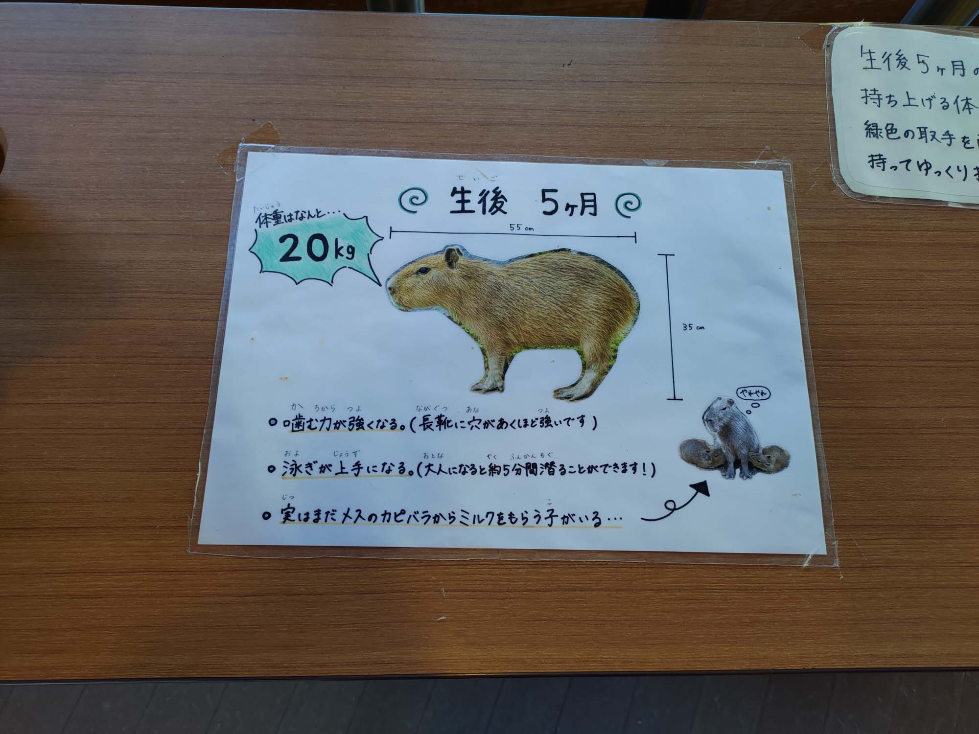 德島景點┃德島動物園 百隻水豚親子天堂 北極熊玩玩具 四國黑熊 狐獴古錐 秋楓銀杏超美 德島站車程20分 德島市自由行