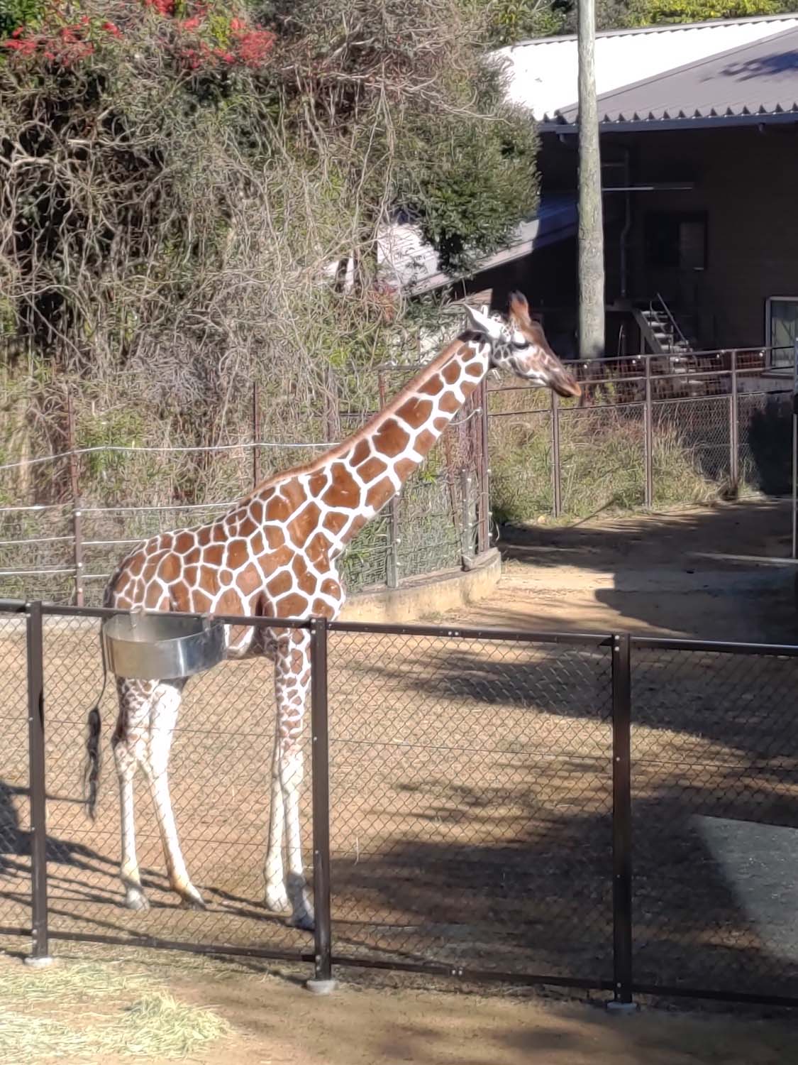 德島景點┃德島動物園 百隻水豚親子天堂 北極熊玩玩具 四國黑熊 狐獴古錐 秋楓銀杏超美 德島站車程20分 德島市自由行