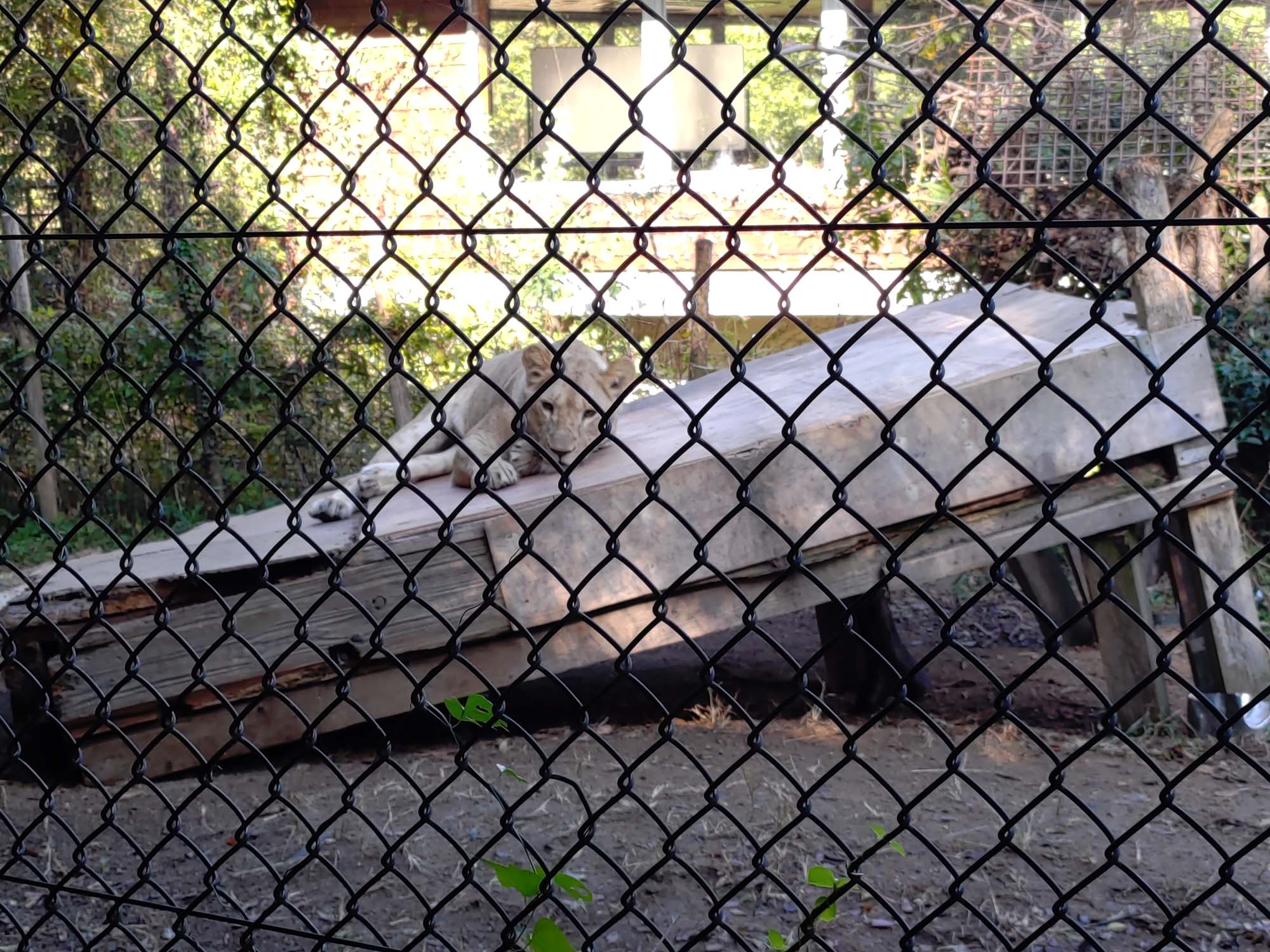 德島景點┃德島動物園 百隻水豚親子天堂 北極熊玩玩具 四國黑熊 狐獴古錐 秋楓銀杏超美 德島站車程20分 德島市自由行