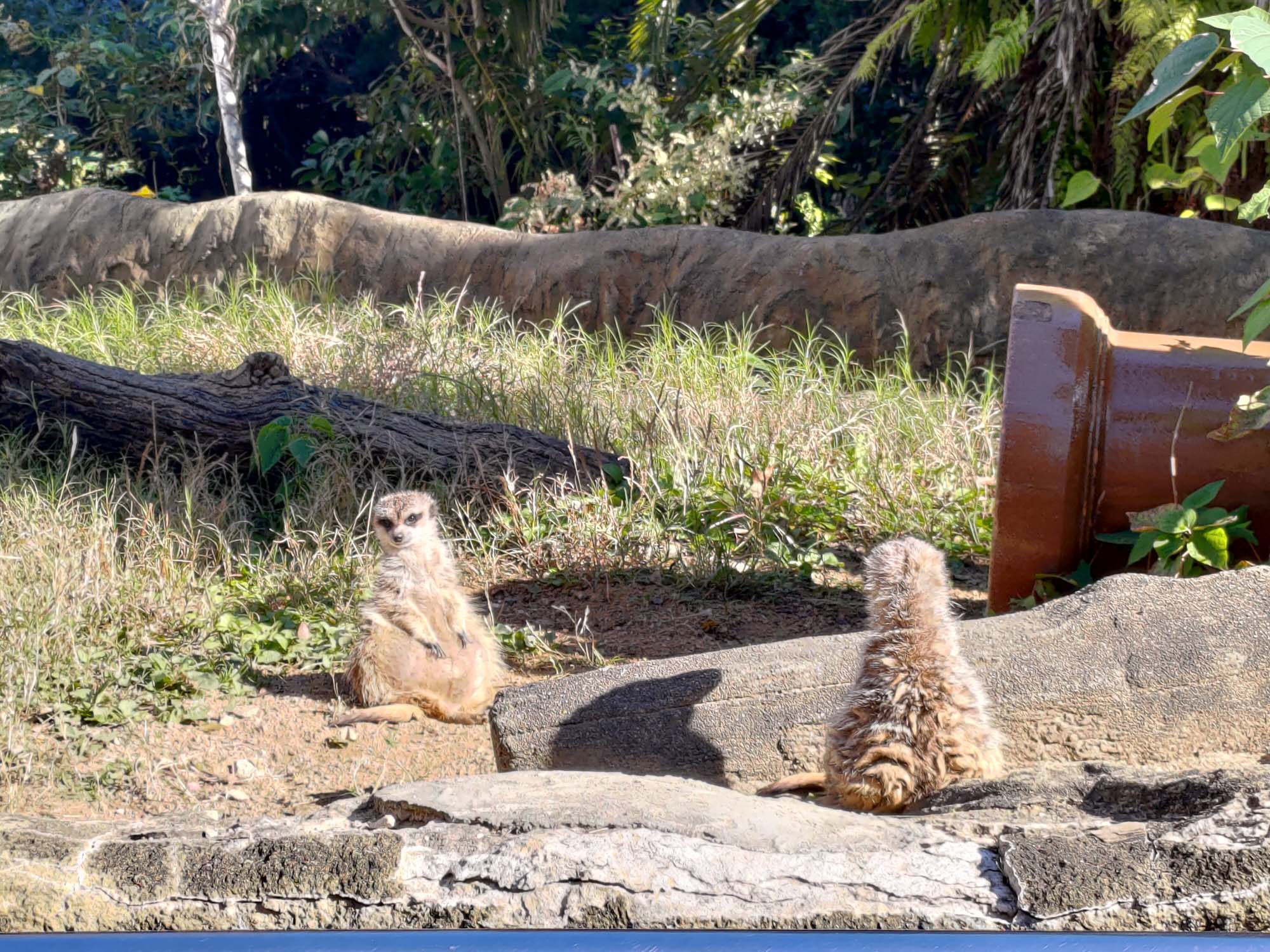 德島景點┃德島動物園 百隻水豚親子天堂 北極熊玩玩具 四國黑熊 狐獴古錐 秋楓銀杏超美 德島站車程20分 德島市自由行