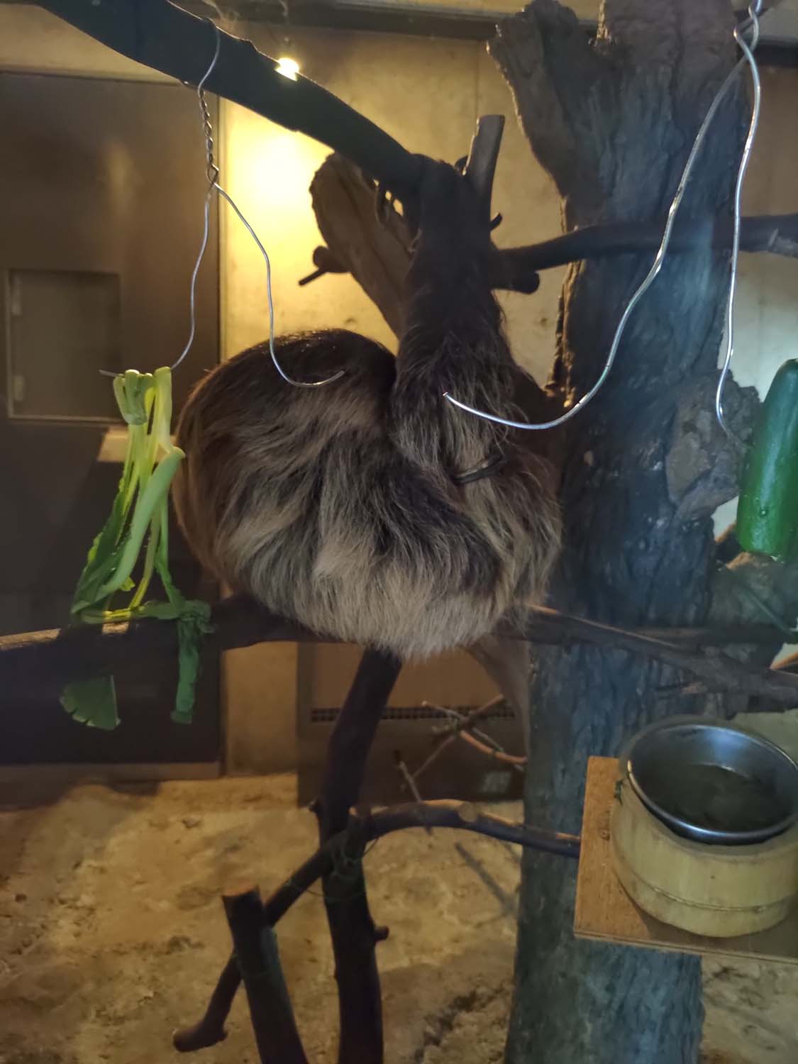 德島景點┃德島動物園 百隻水豚親子天堂 北極熊玩玩具 四國黑熊 狐獴古錐 秋楓銀杏超美 德島站車程20分 德島市自由行