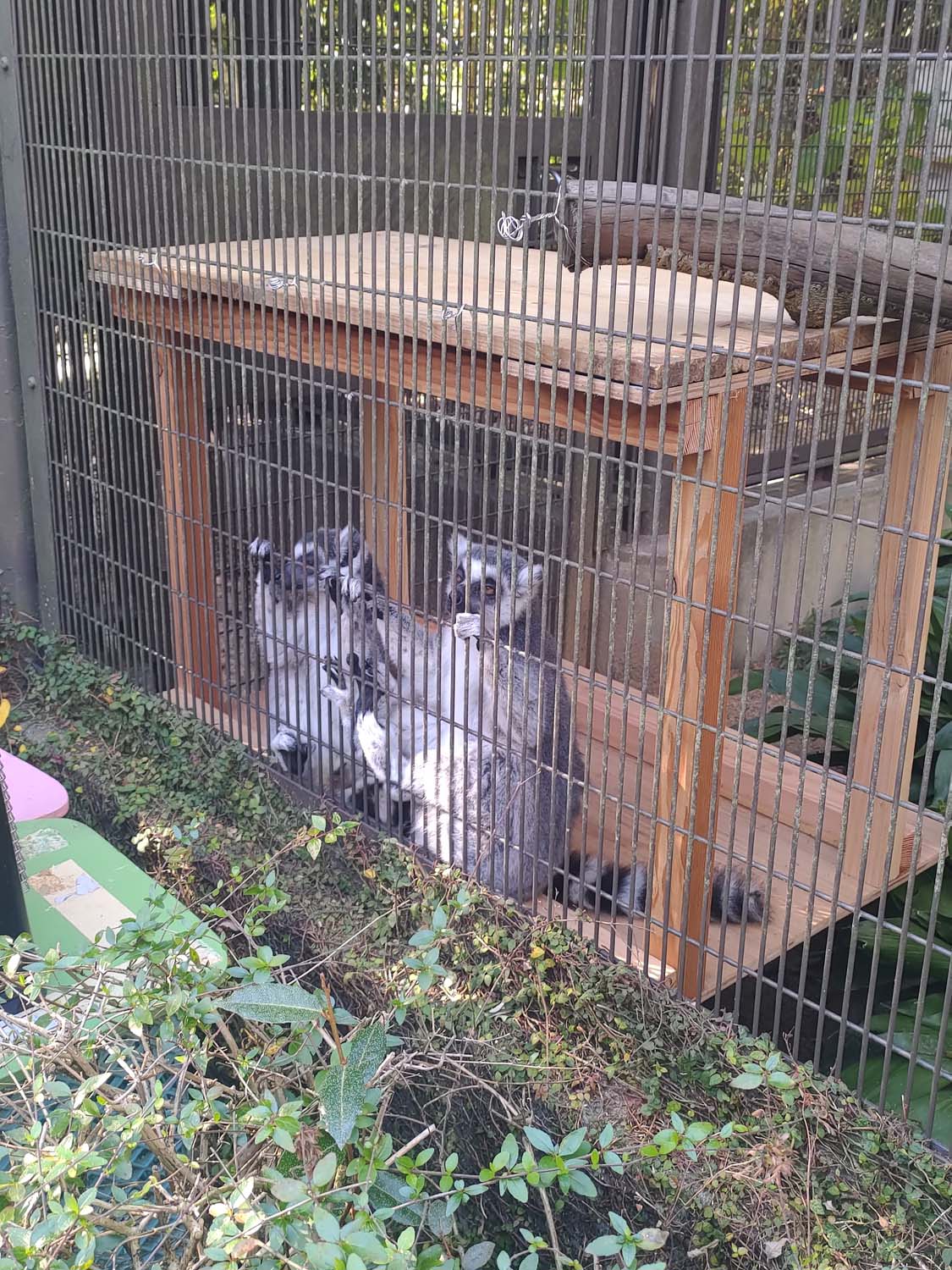 德島景點┃德島動物園 百隻水豚親子天堂 北極熊玩玩具 四國黑熊 狐獴古錐 秋楓銀杏超美 德島站車程20分 德島市自由行