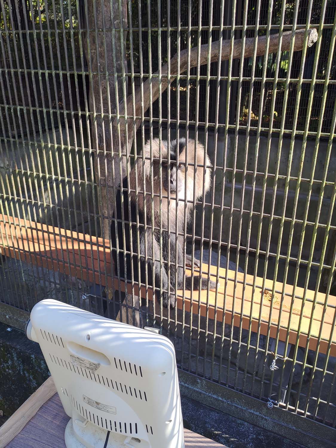 德島景點┃德島動物園 百隻水豚親子天堂 北極熊玩玩具 四國黑熊 狐獴古錐 秋楓銀杏超美 德島站車程20分 德島市自由行