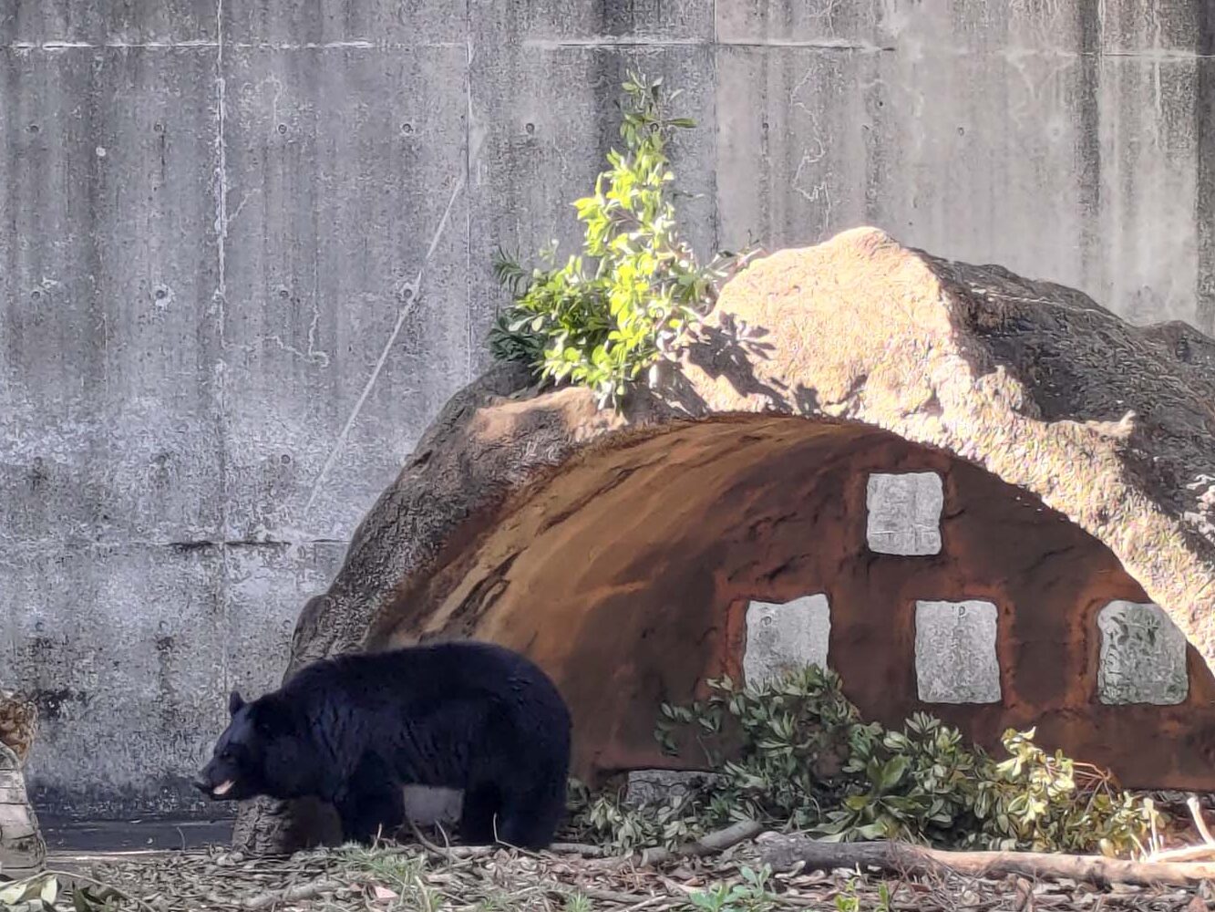 德島景點┃德島動物園 百隻水豚親子天堂 北極熊玩玩具 四國黑熊 狐獴古錐 秋楓銀杏超美 德島站車程20分 德島市自由行