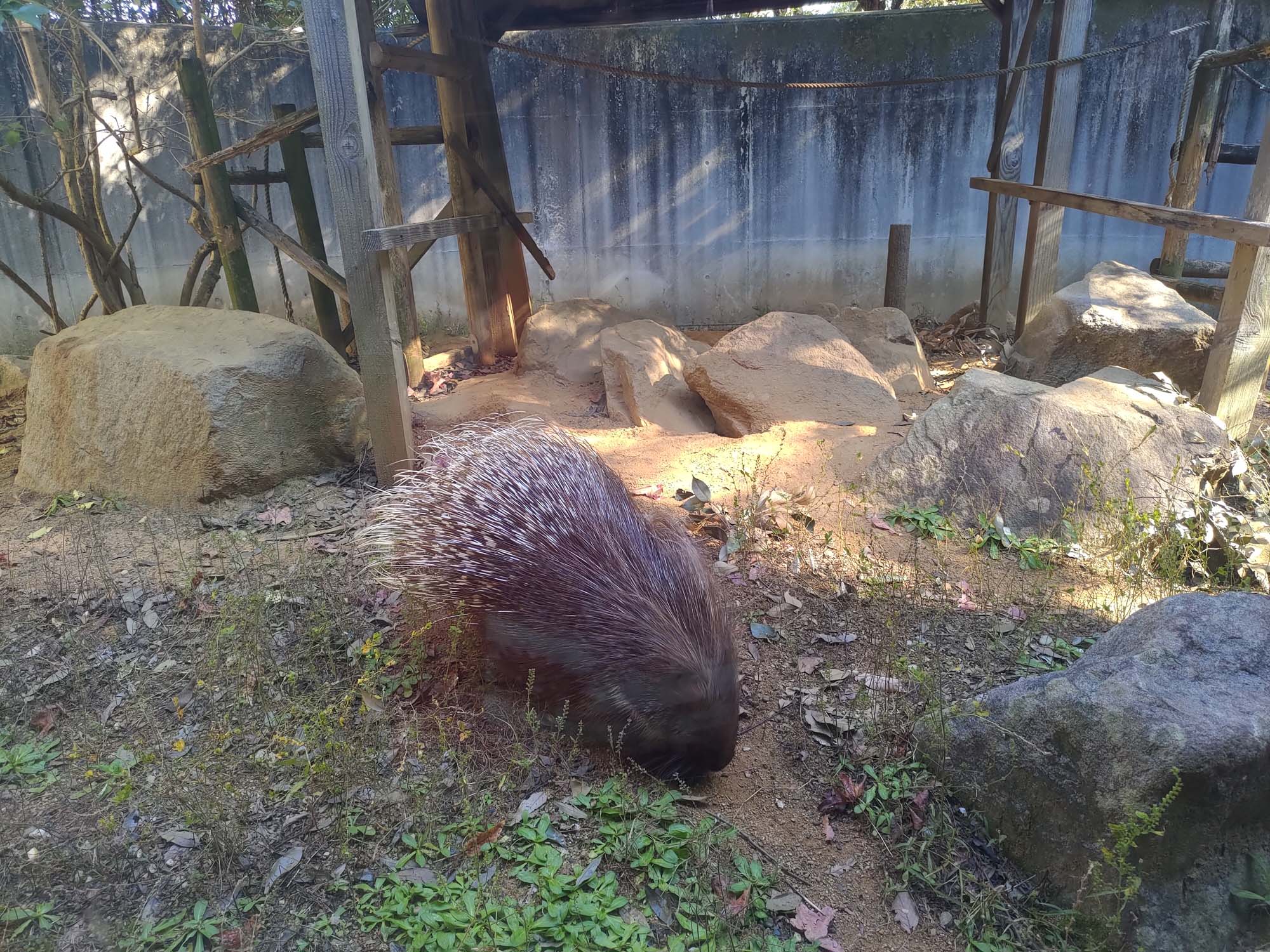 德島景點┃德島動物園 百隻水豚親子天堂 北極熊玩玩具 四國黑熊 狐獴古錐 秋楓銀杏超美 德島站車程20分 德島市自由行