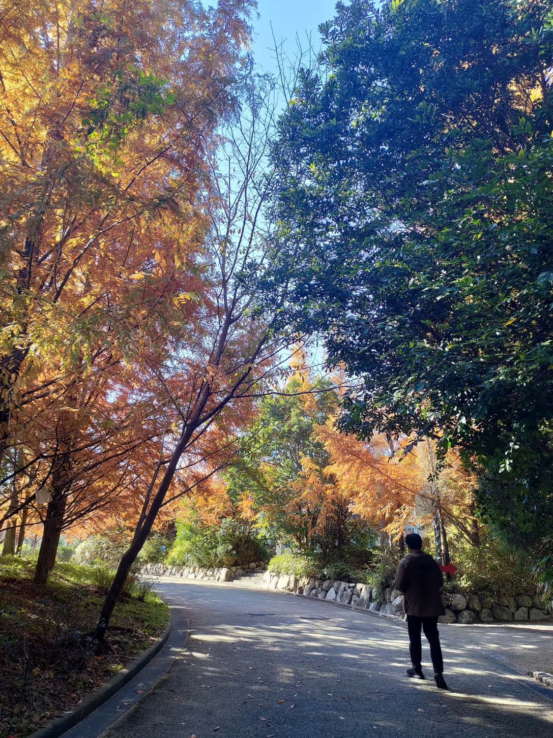 德島景點┃德島動物園 百隻水豚親子天堂 北極熊玩玩具 四國黑熊 狐獴古錐 秋楓銀杏超美 德島站車程20分 德島市自由行