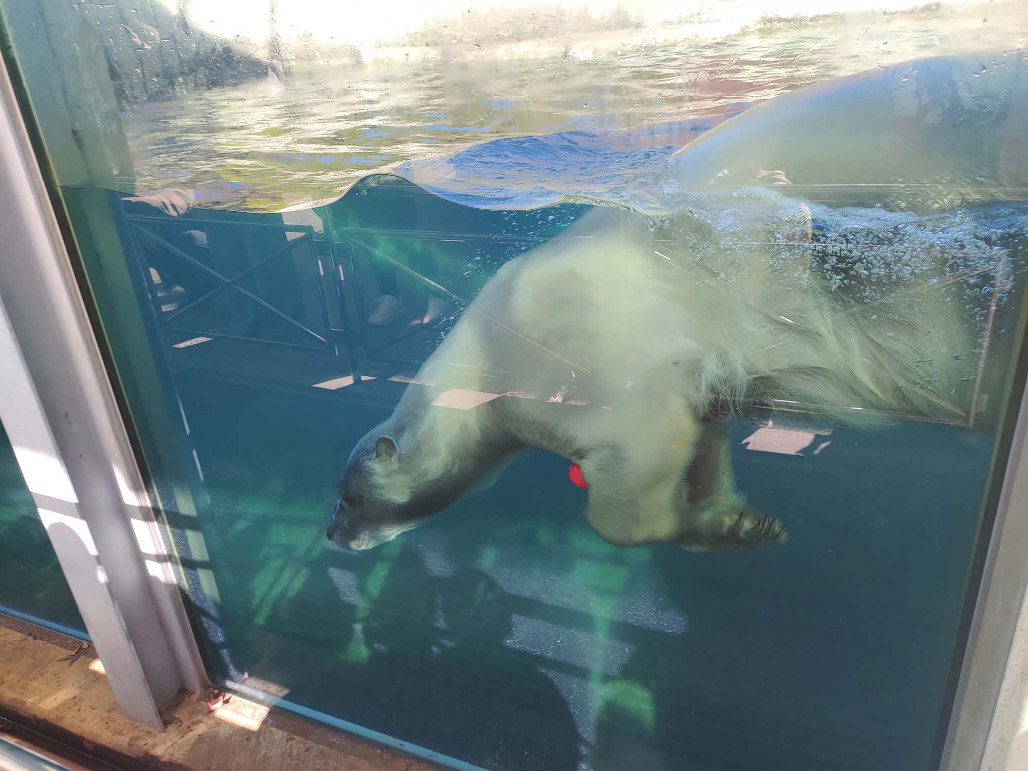 德島景點┃德島動物園 百隻水豚親子天堂 北極熊玩玩具 四國黑熊 狐獴古錐 秋楓銀杏超美 德島站車程20分 德島市自由行