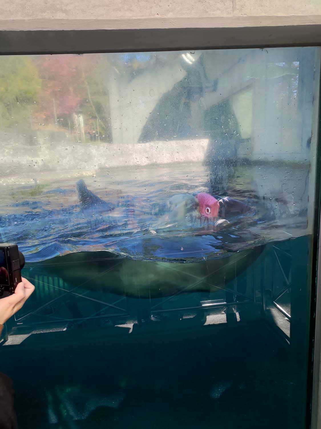 德島景點┃德島動物園 百隻水豚親子天堂 北極熊玩玩具 四國黑熊 狐獴古錐 秋楓銀杏超美 德島站車程20分 德島市自由行