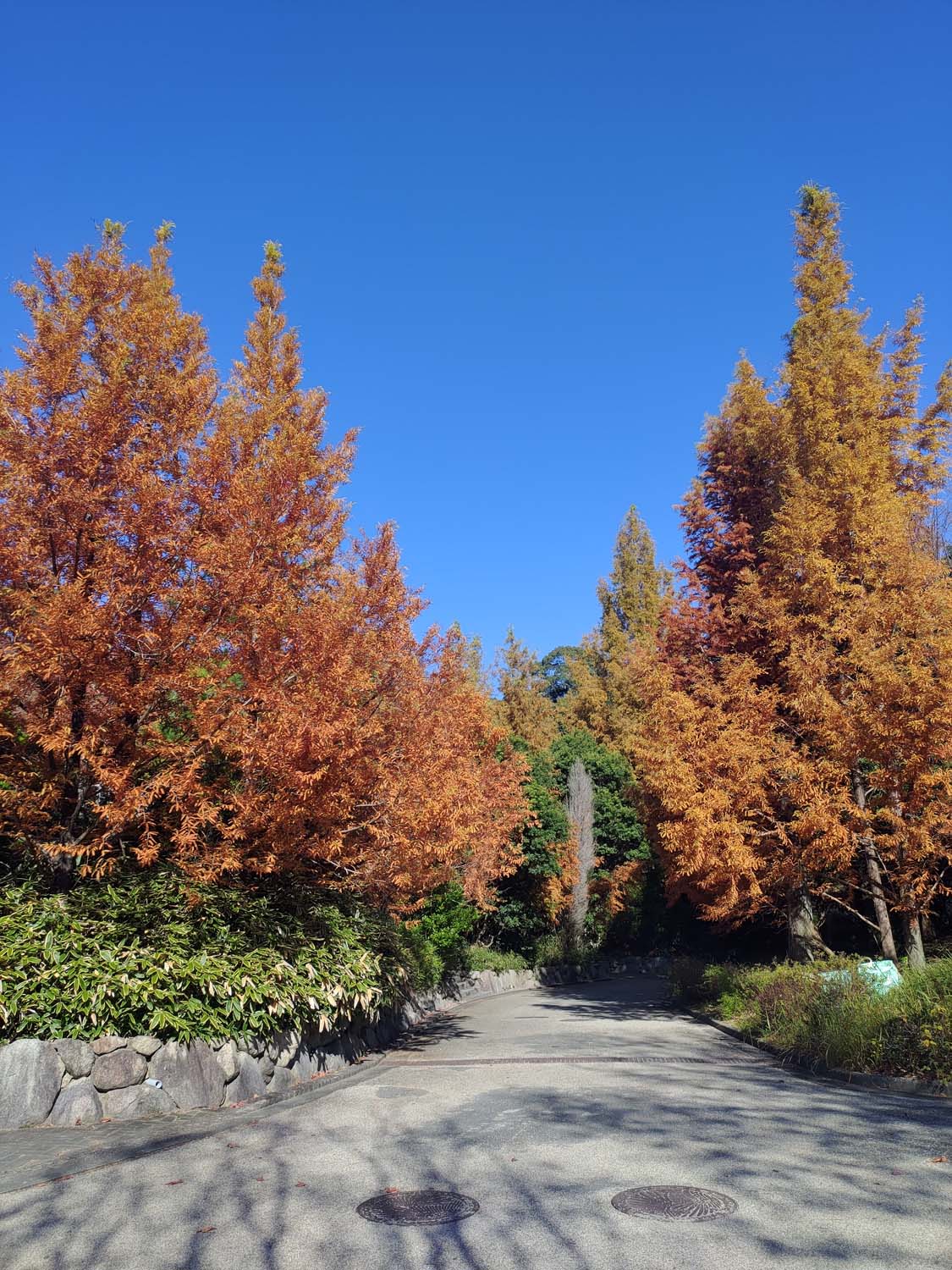 德島景點┃德島動物園 百隻水豚親子天堂 北極熊玩玩具 四國黑熊 狐獴古錐 秋楓銀杏超美 德島站車程20分 德島市自由行