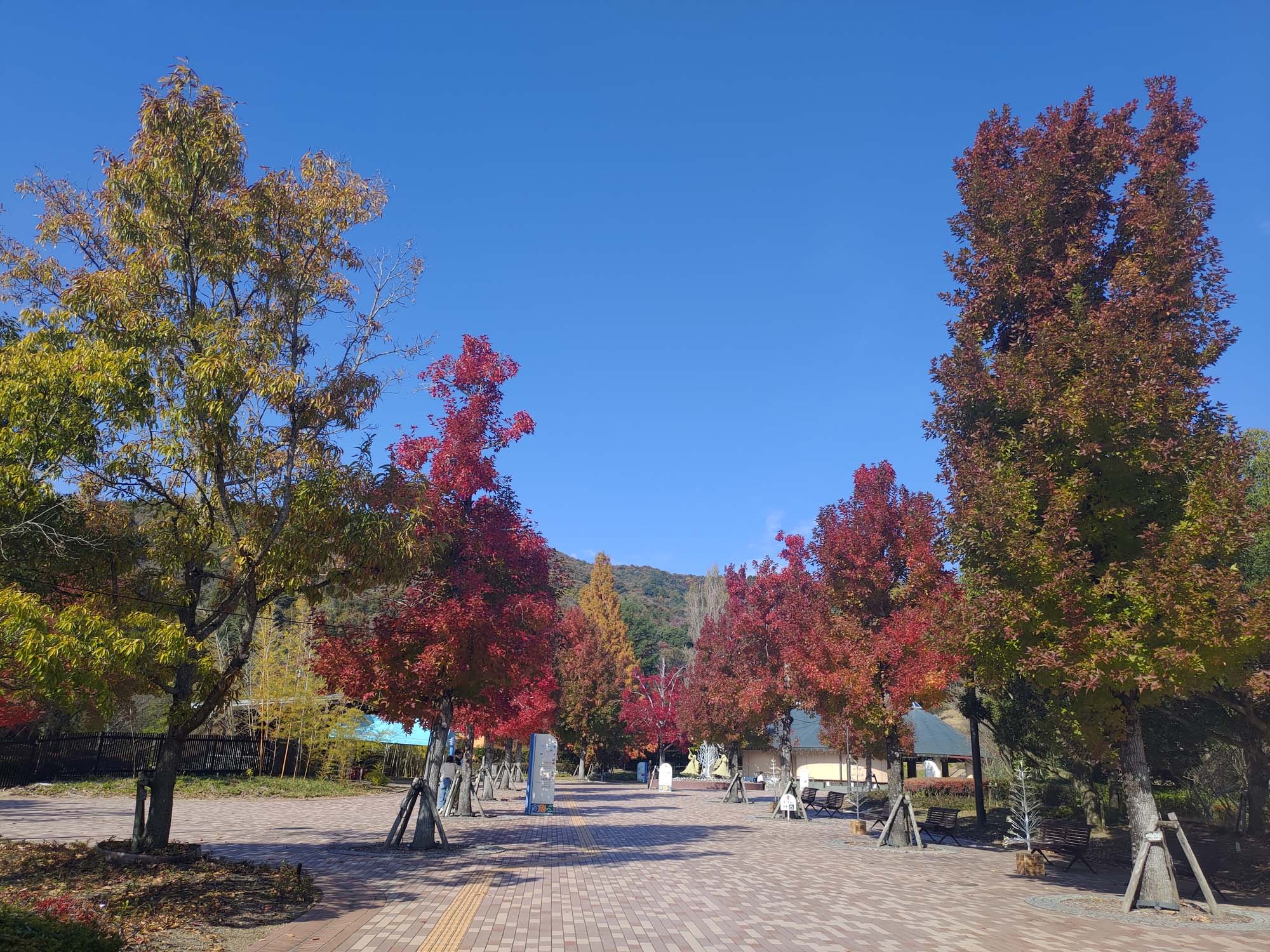 德島景點┃親子明日多夢樂園 全日本最大木育美術館萬顆木蛋浴池 科學水世界巨大益智溜滑梯迷宮 天文科學館 德島自由行 四國親子 - 第7張圖 德島景點┃親子明日多夢樂園 全日本最大木育美術館萬顆木蛋浴池 科學水世界巨大益智溜滑梯迷宮 天文科學館 德島自由行 四國親子
