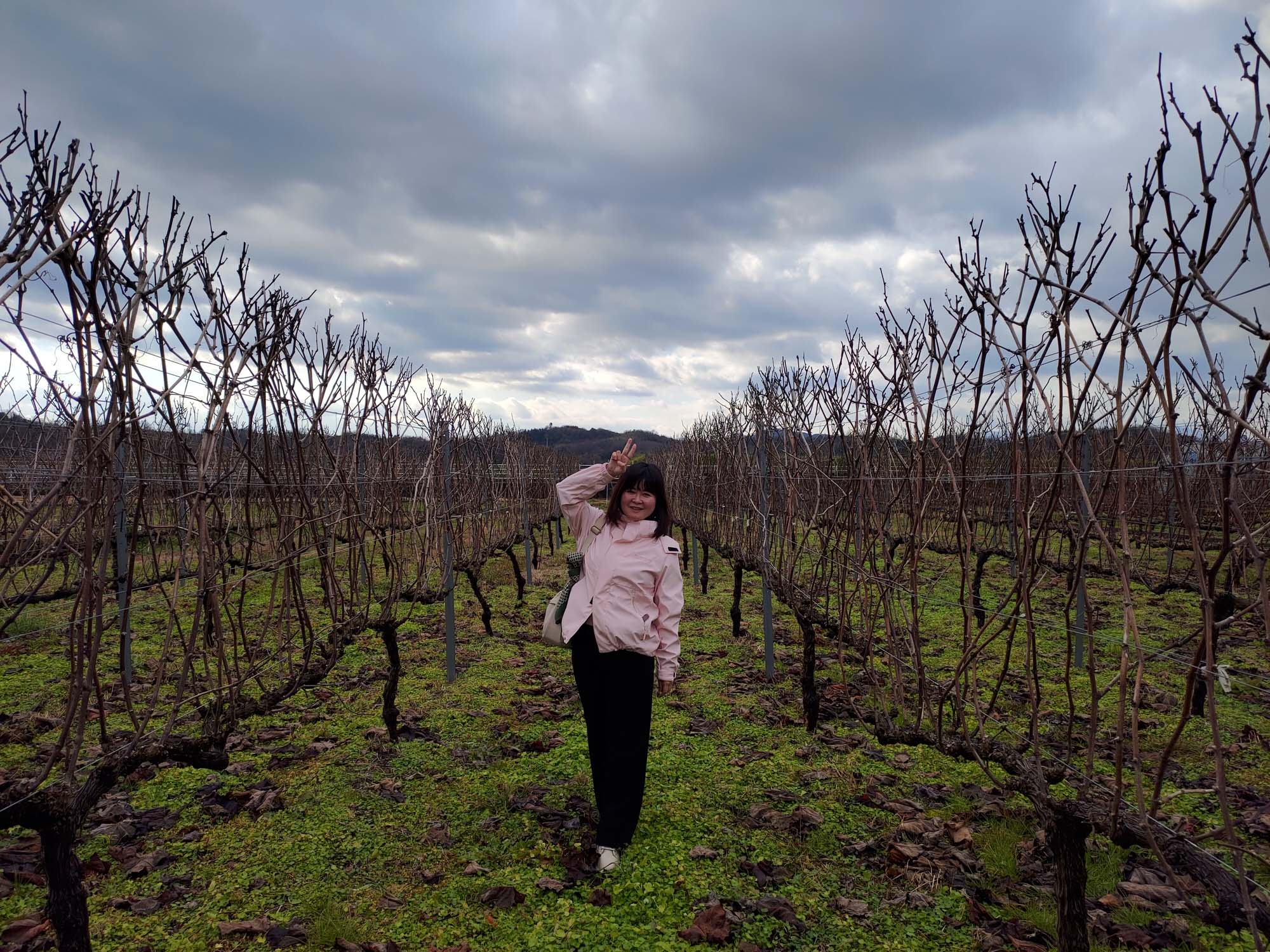鳥取購物┃微醺之旅探訪「兔兔酒莊」兎ッ兎ワイナリー 葡萄園到酒杯的製程 柔順口感白酒紅酒 鳥取站車程17分 鳥取自由行