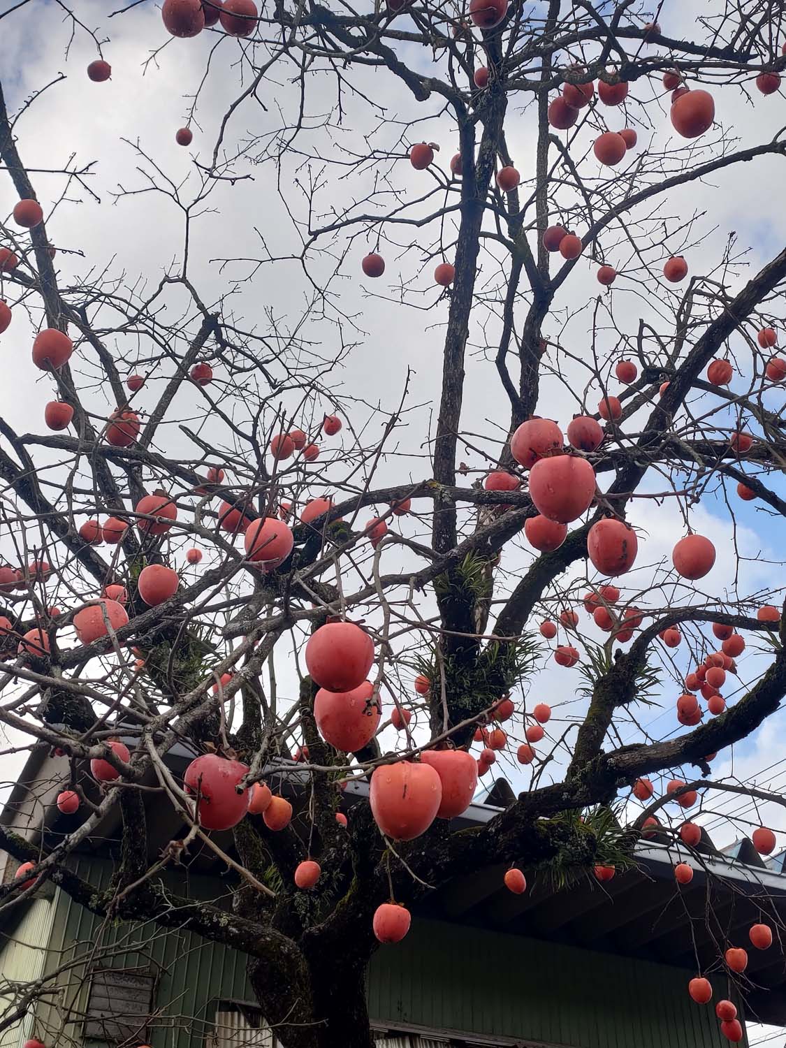 鳥取購物┃微醺之旅探訪「兔兔酒莊」兎ッ兎ワイナリー 葡萄園到酒杯的製程 柔順口感白酒紅酒 鳥取站車程17分 鳥取自由行
