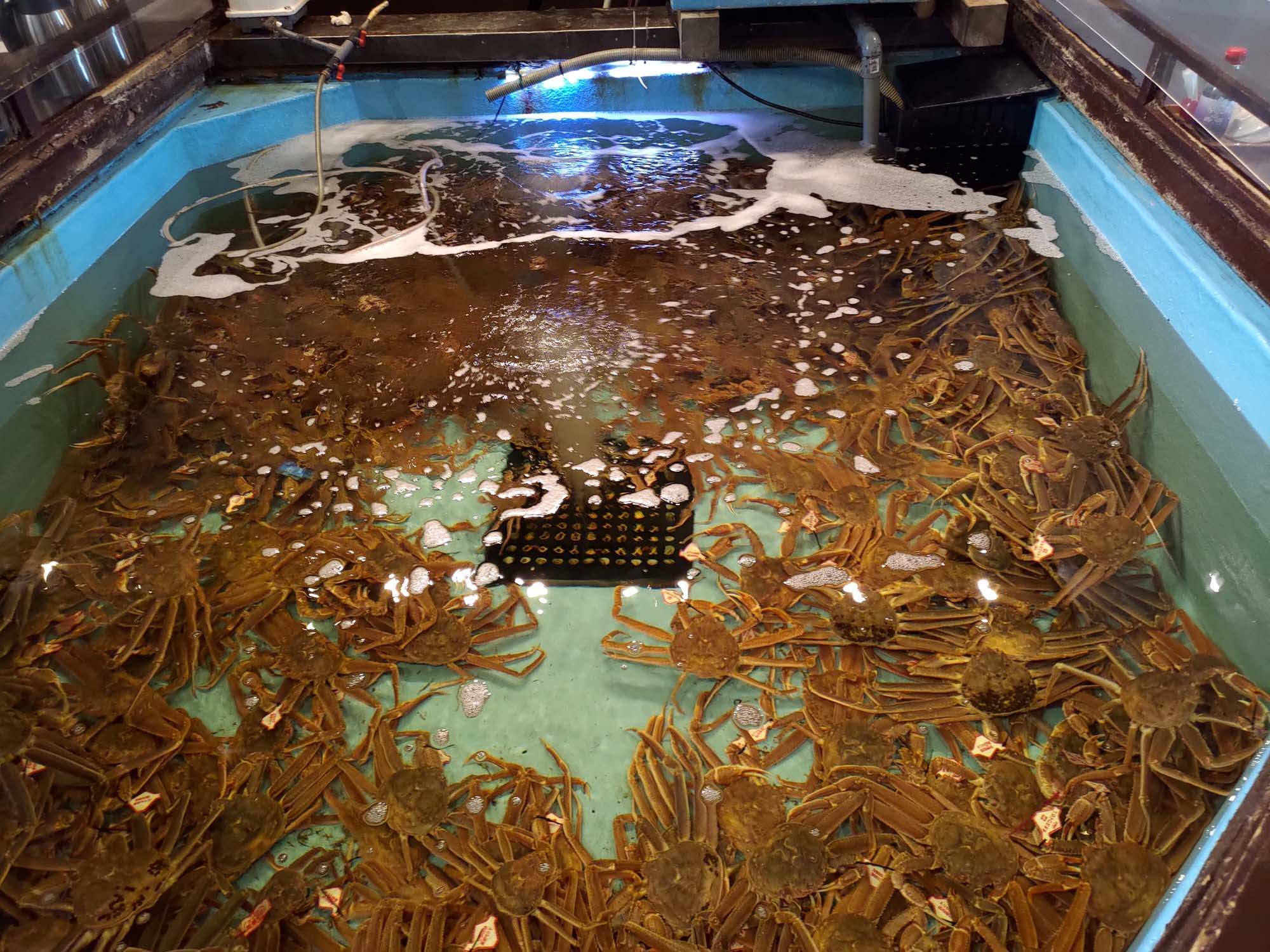 鳥取餐廳｜賀露市場「海陽亭」多款午餐 松葉蟹 白花枝 比目魚套餐吃很飽CP值超高 吃海鮮逛市場 鳥取在地人推薦 鳥取自駕