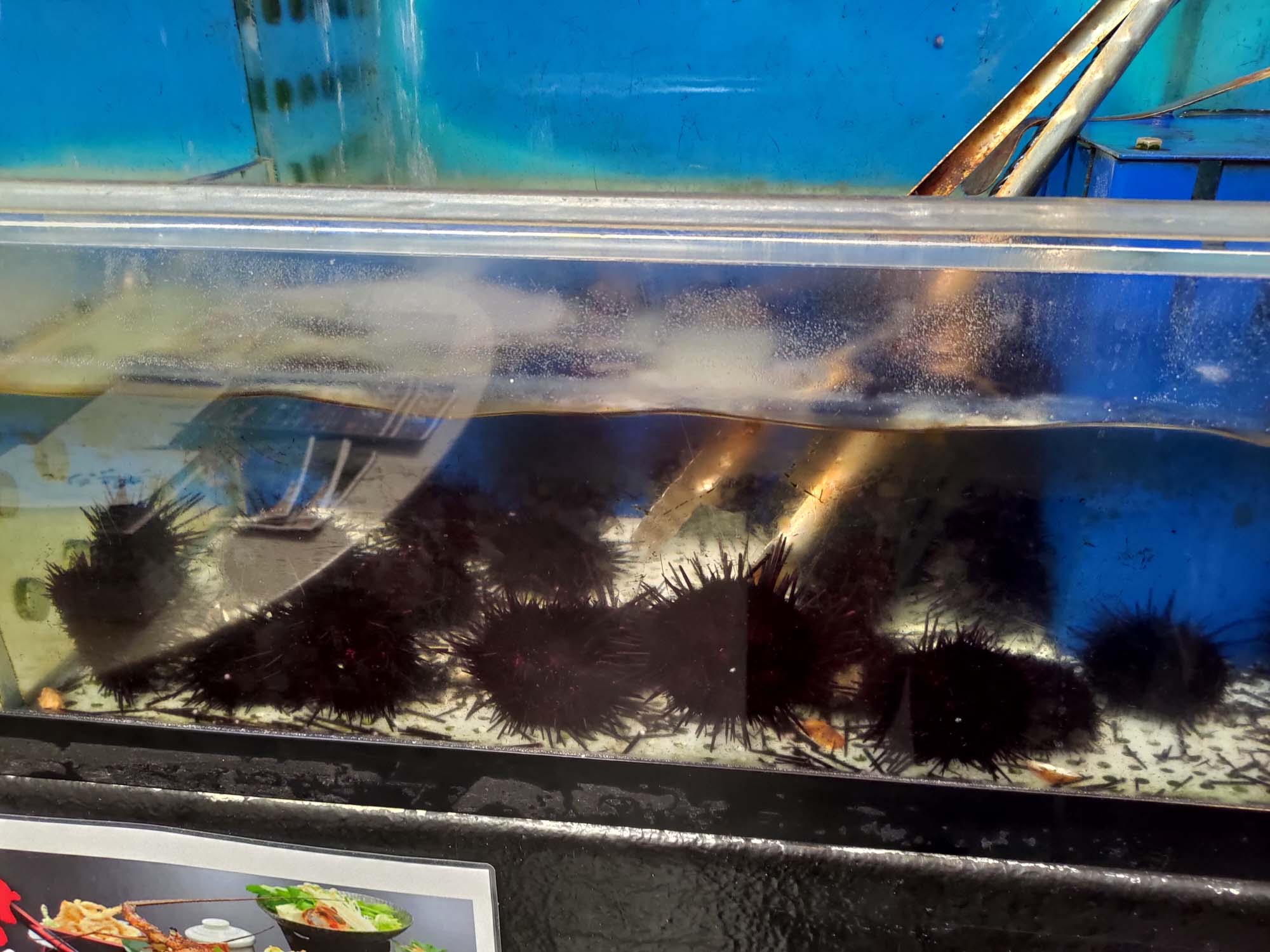 鳥取餐廳｜賀露市場「海陽亭」多款午餐 松葉蟹 白花枝 比目魚套餐吃很飽CP值超高 吃海鮮逛市場 鳥取在地人推薦 鳥取自駕