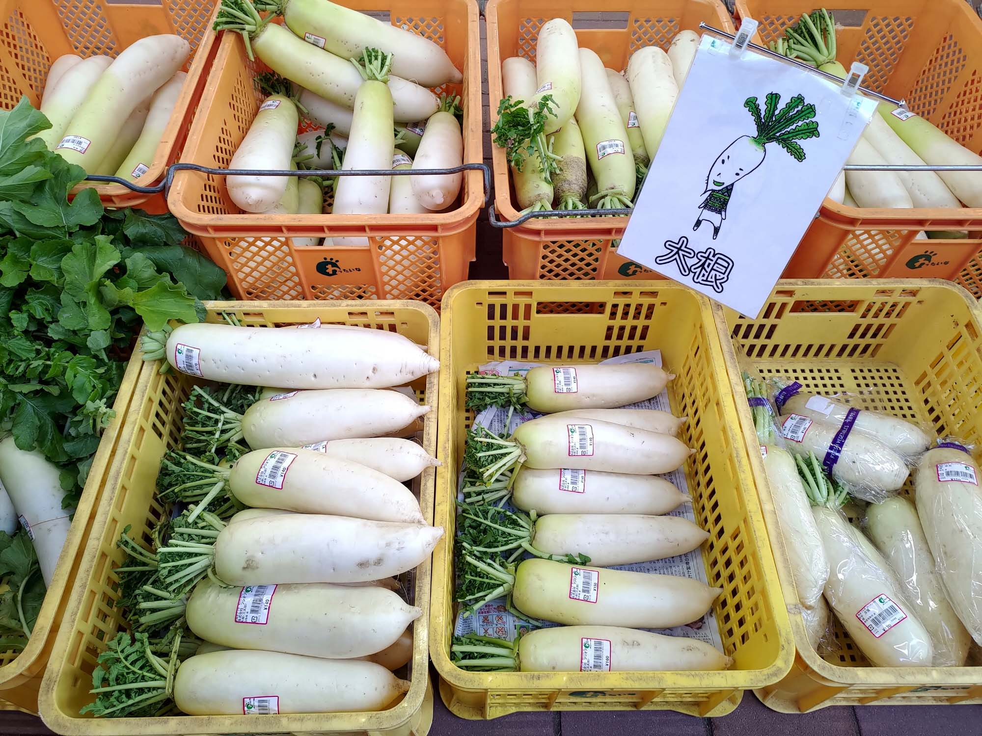 鳥取餐廳|賀露市場吃海鮮逛市場海陽亭套餐 ちよ志 (Chiyoshi)超高CP值烏龍麵多款炸物 在地人吃飯日常鳥取美食 鳥取自由行 - 第23張圖 鳥取餐廳|賀露市場吃海鮮逛市場海陽亭套餐 ちよ志 (Chiyoshi)超高CP值烏龍麵多款炸物 在地人吃飯日常鳥取美食 鳥取自由行