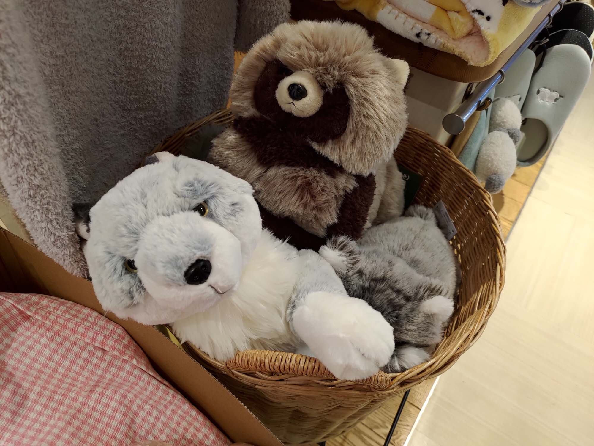 2026鳥取自由行必看┃4000日幣包台計程車3小時！申請流程23條路線 外國人專屬優惠 岩美町《Free!》動漫聖地追起來 鳥取計程車