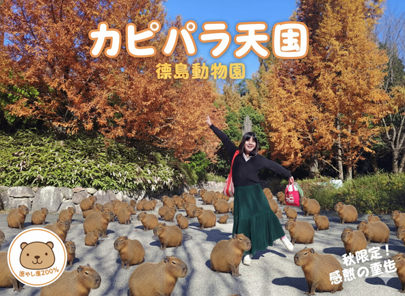 德島景點┃親子明日多夢樂園 全日本最大木育美術館萬顆木蛋浴池 科學水世界巨大益智溜滑梯迷宮 天文科學館 德島自由行 四國親子 - 第85張圖 德島景點┃親子明日多夢樂園 全日本最大木育美術館萬顆木蛋浴池 科學水世界巨大益智溜滑梯迷宮 天文科學館 德島自由行 四國親子