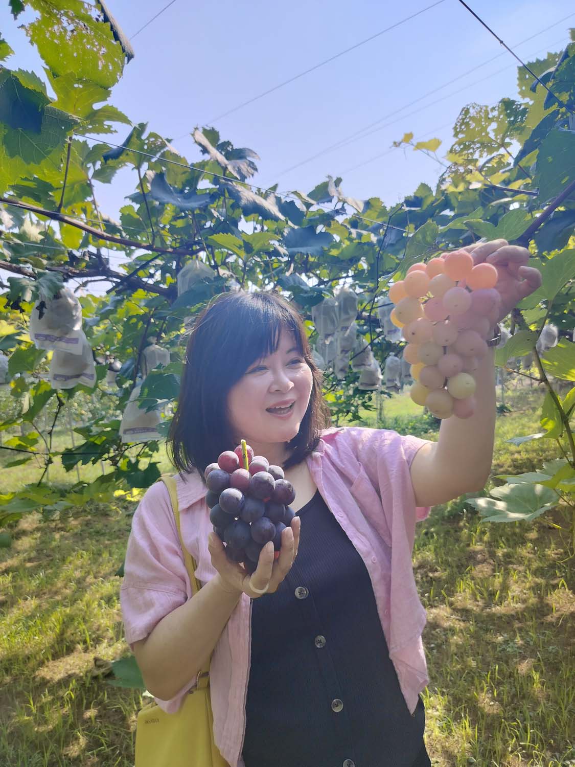 熊本市採果推薦┃吉次園一年四季採果體驗 草莓六品種吃到飽 葡萄蘋果梨子橘子 咖啡店有布丁水果聖代 自駕/熊本自由行