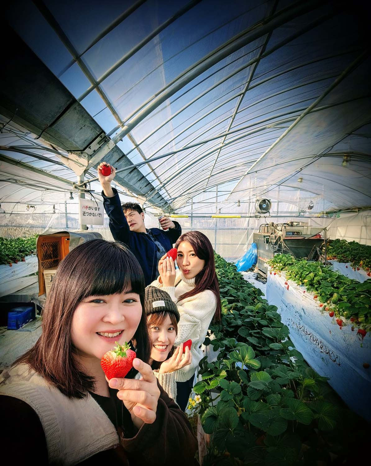 熊本市採果推薦┃吉次園一年四季採果體驗 草莓六品種吃到飽 葡萄蘋果梨子橘子 咖啡店有布丁水果聖代 自駕/熊本自由行