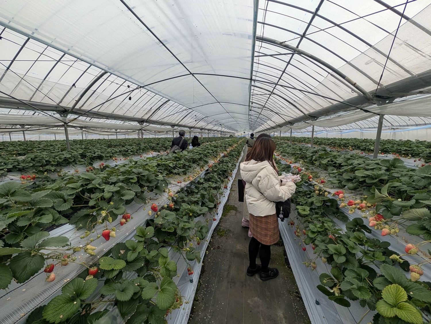 熊本市採果推薦┃吉次園一年四季採果體驗 草莓六品種吃到飽 葡萄蘋果梨子橘子 咖啡店有布丁水果聖代 自駕/熊本自由行